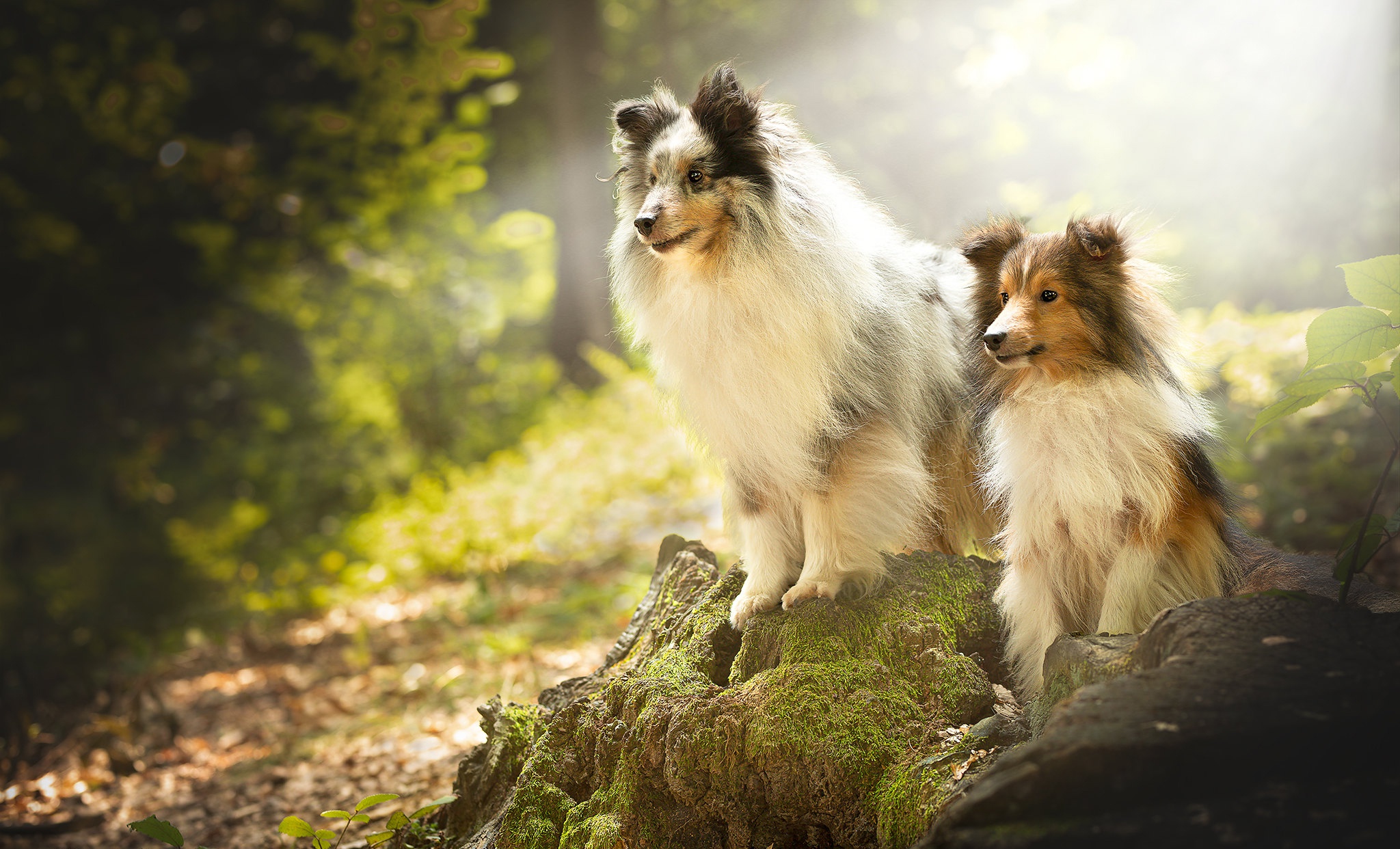 Скачати мобільні шпалери Собаки, Тварина, Шетландська Вівчарка безкоштовно.