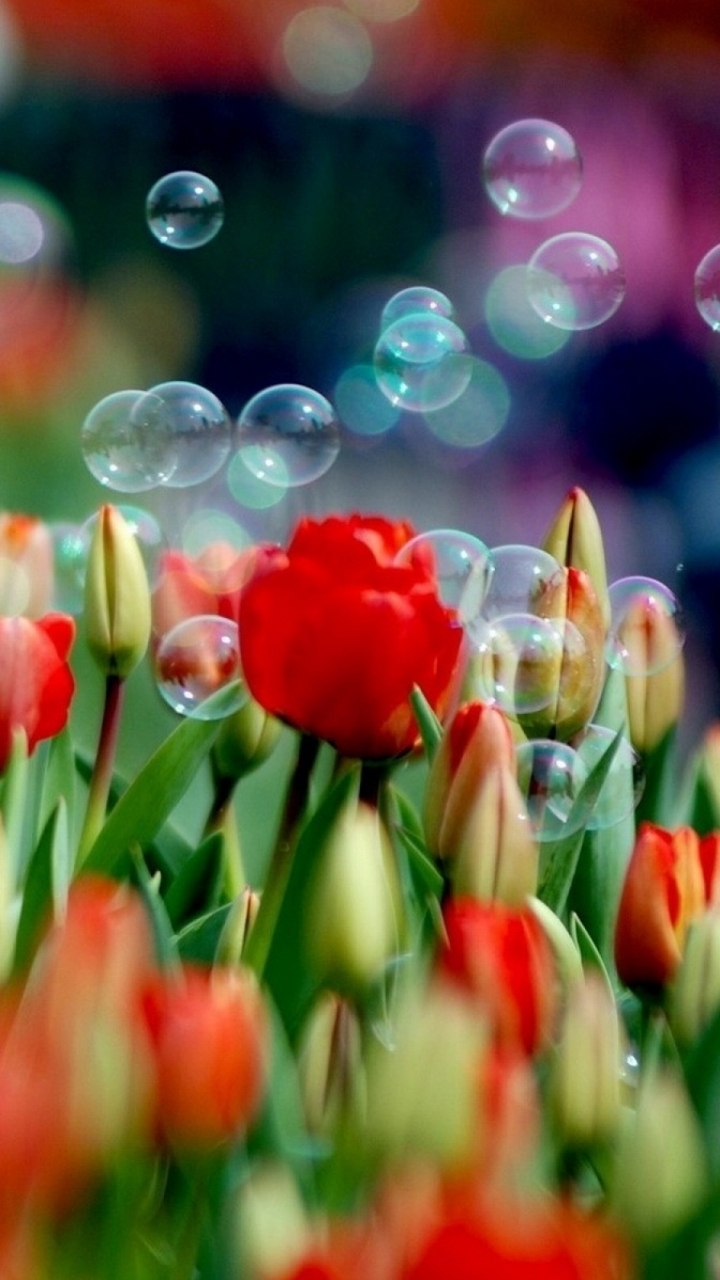 Download mobile wallpaper Flowers, Earth, Tulip for free.