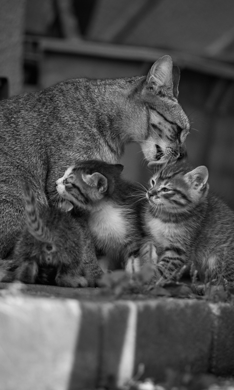 Descarga gratuita de fondo de pantalla para móvil de Animales, Gatos, Gato, Gatito, Lindo, Blanco Y Negro, Blanco Negro.