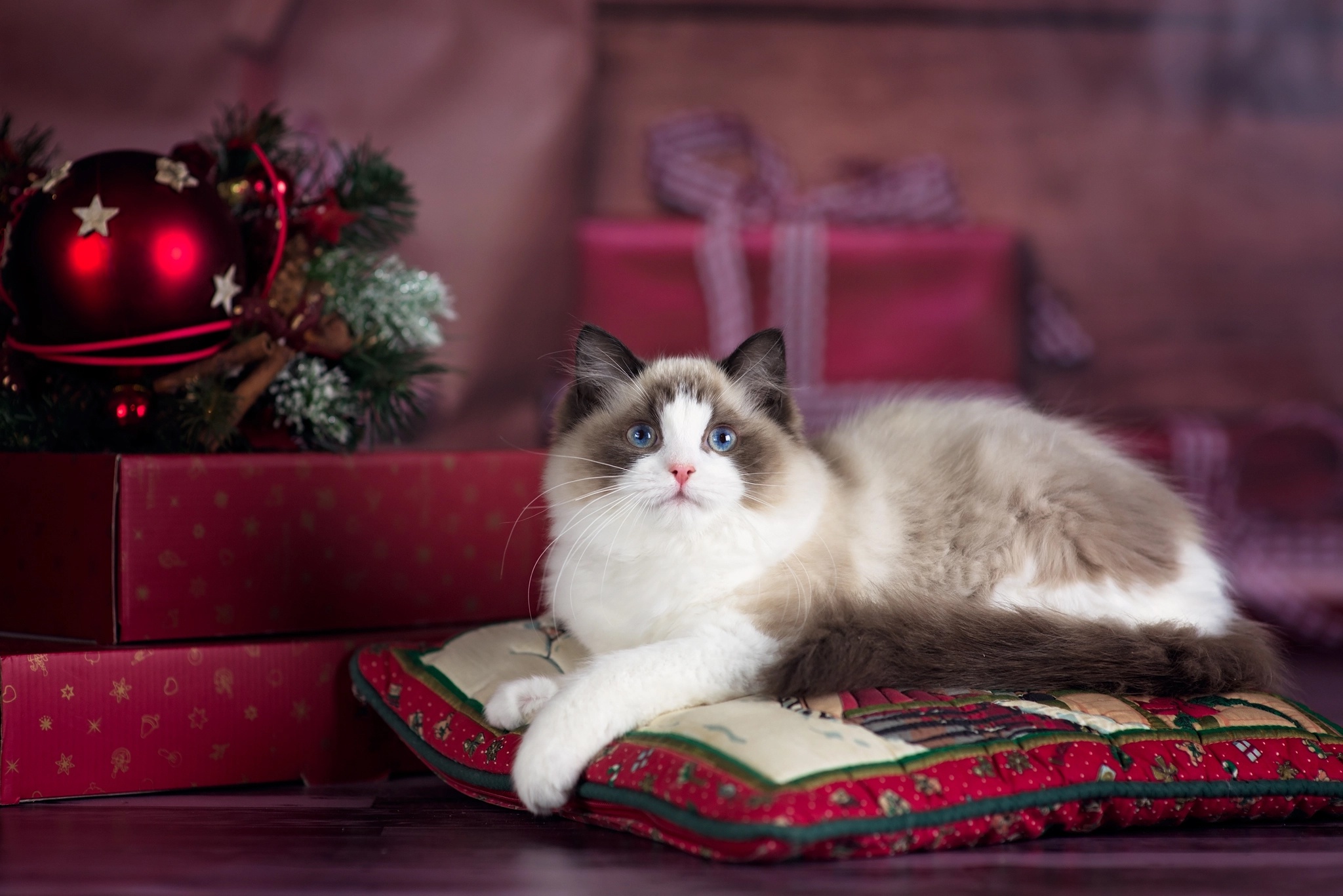 Laden Sie das Tiere, Katzen, Weihnachten, Katze-Bild kostenlos auf Ihren PC-Desktop herunter