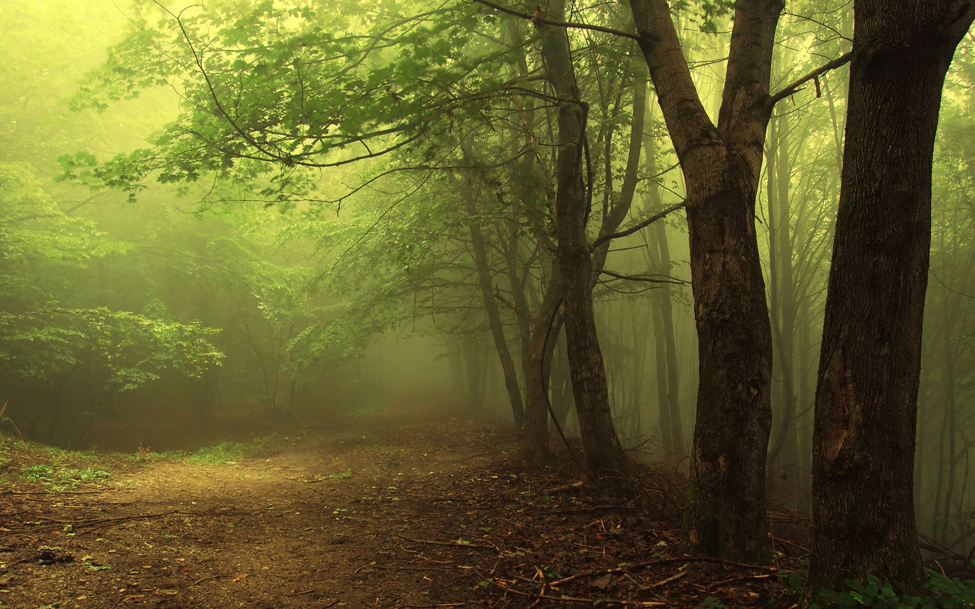 nature, tree, fog, forest, path, earth
