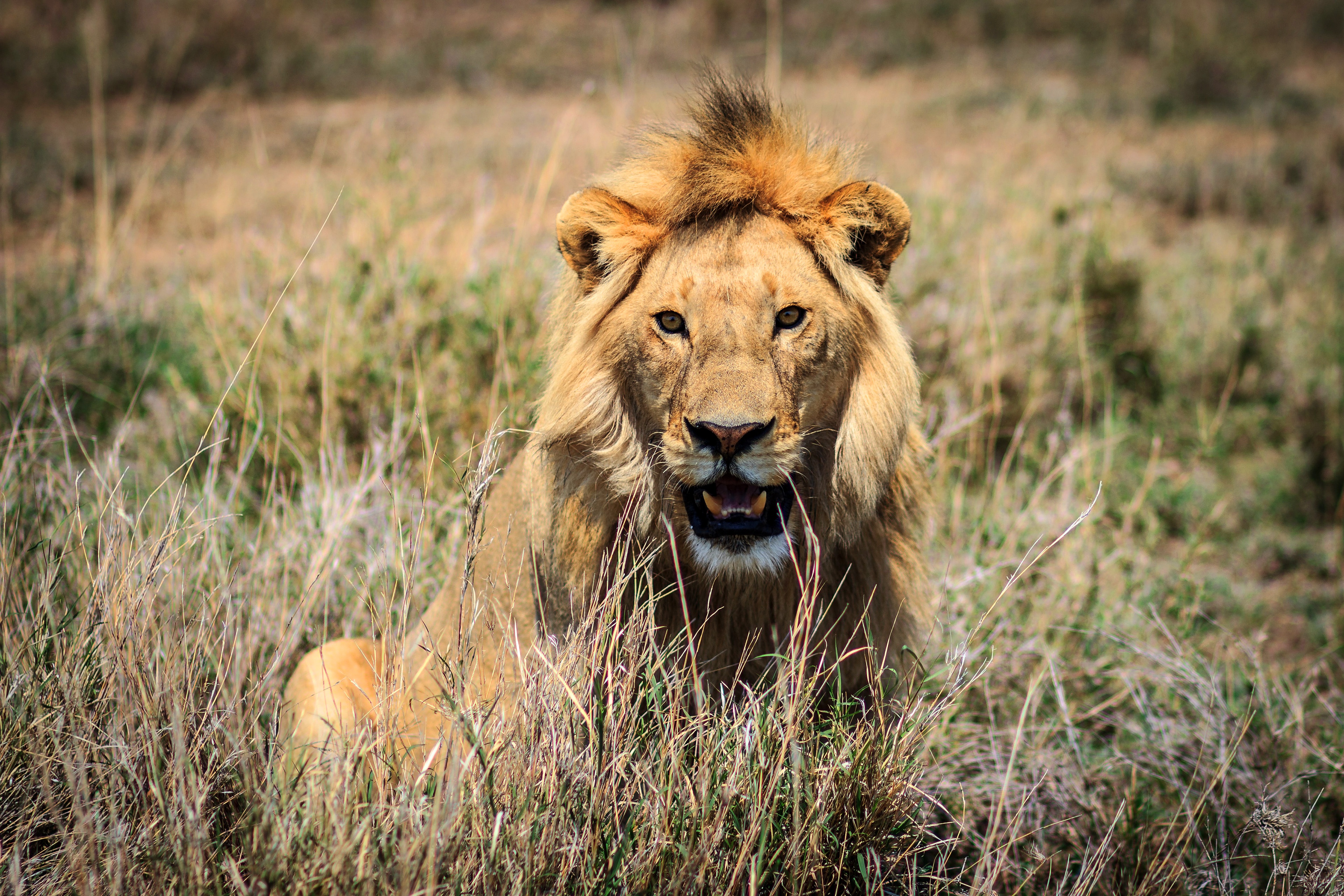 Téléchargez gratuitement l'image Animaux, Chats, Lion sur le bureau de votre PC