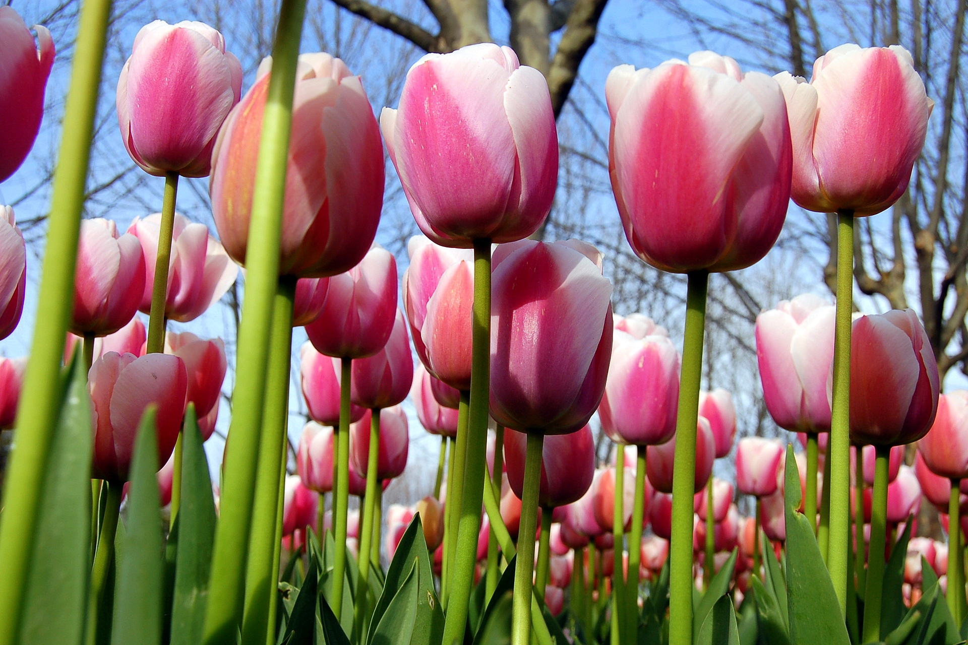 flowers, tulips, spring, trees, sky