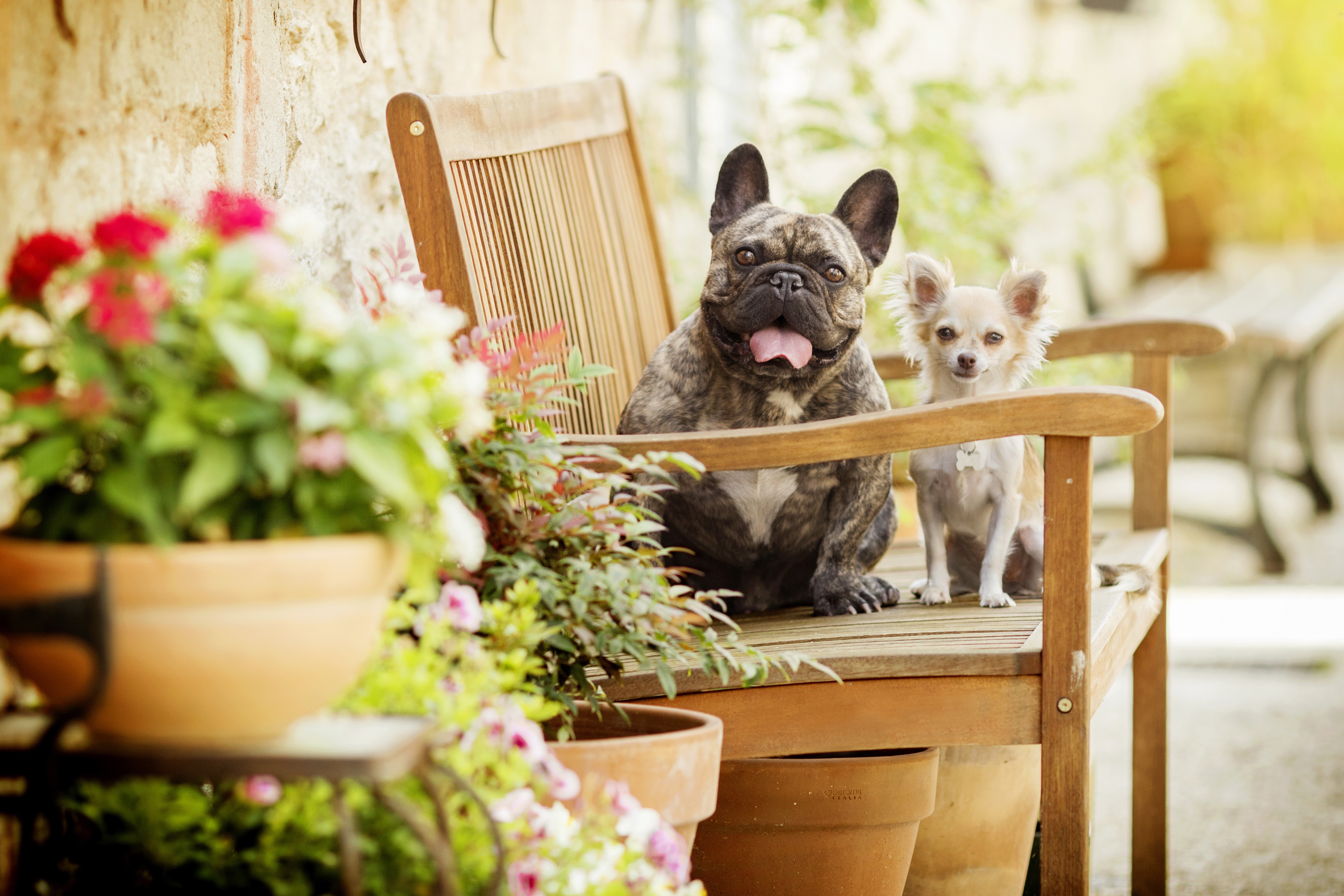 Download mobile wallpaper Dogs, Dog, Animal, Bench, French Bulldog, Chihuahua, Depth Of Field for free.
