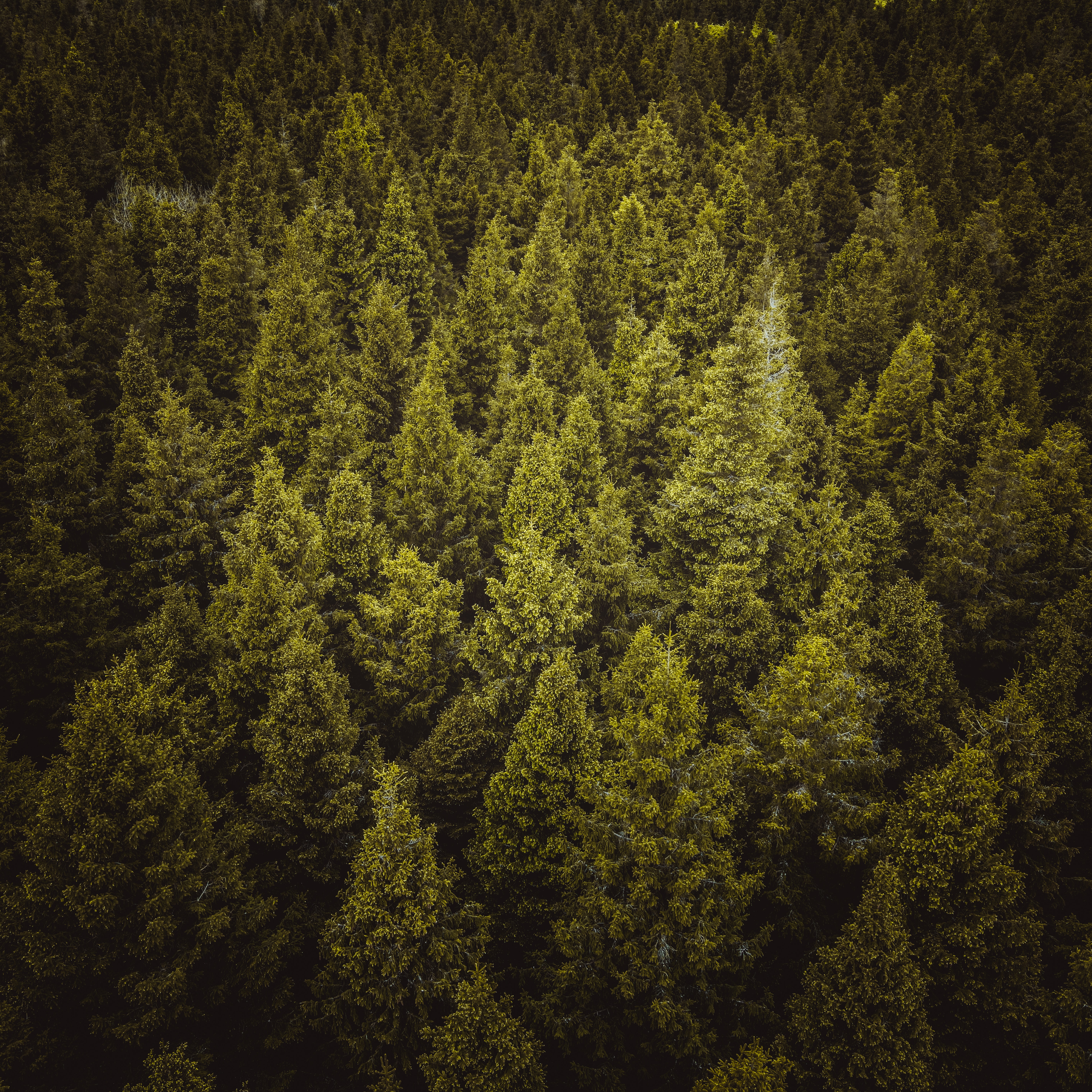 無料モバイル壁紙自然, 森林, 森, モミ, スプルース, 木をダウンロードします。