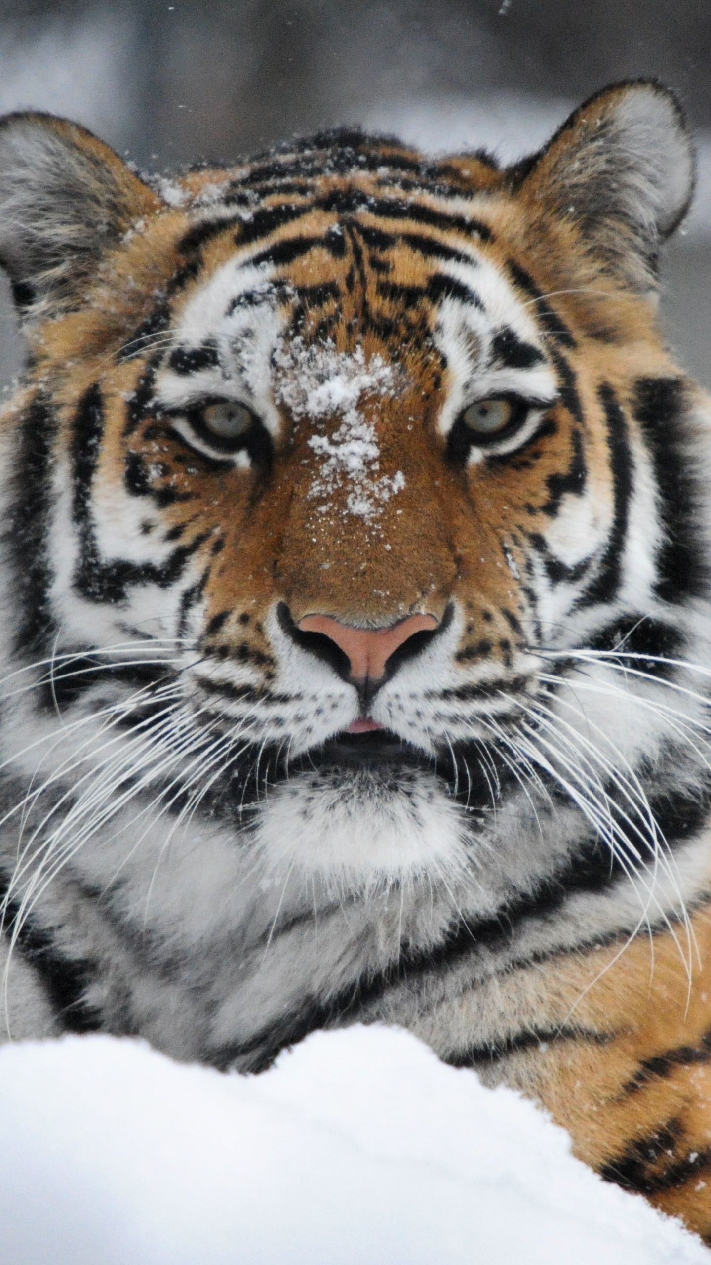 Handy-Wallpaper Tiere, Katzen, Tiger kostenlos herunterladen.