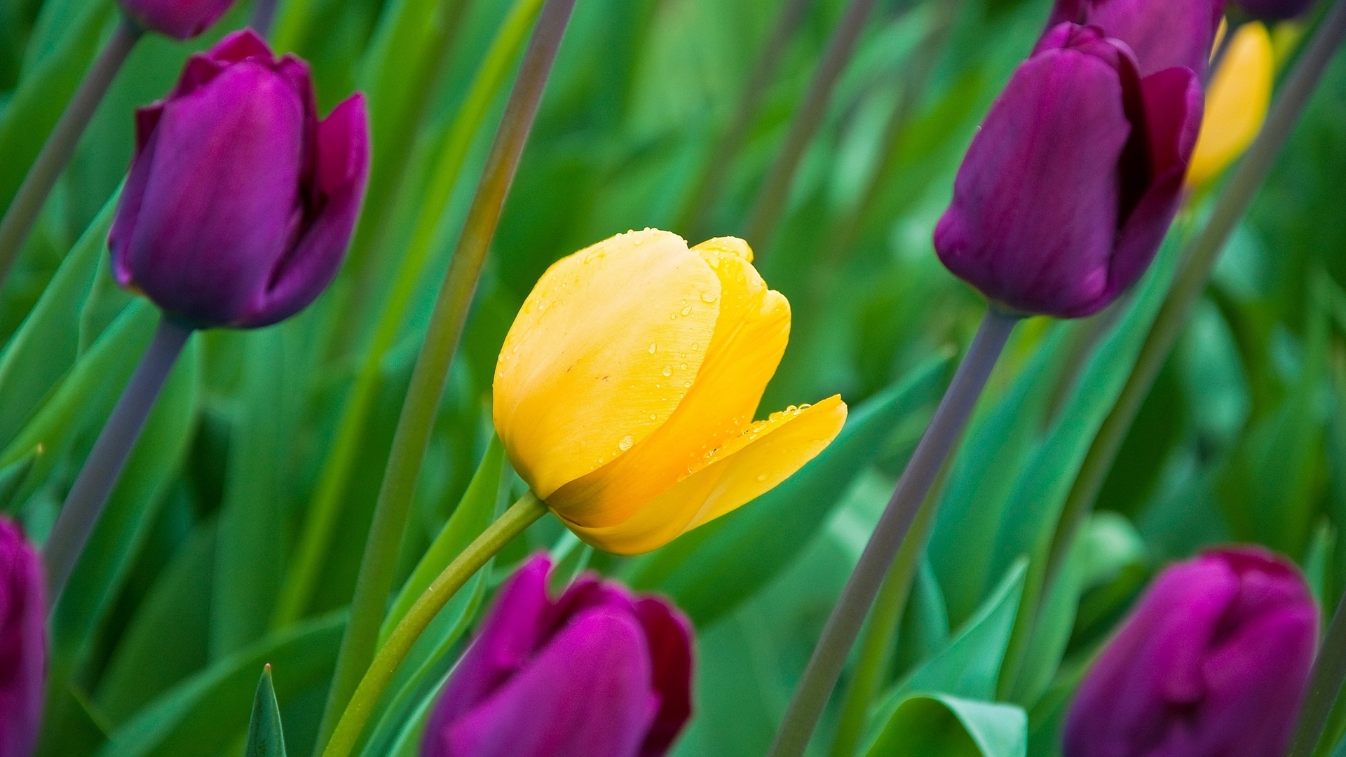 39601 baixar imagens plantas, flores, tulipas, verde - papéis de parede e protetores de tela gratuitamente