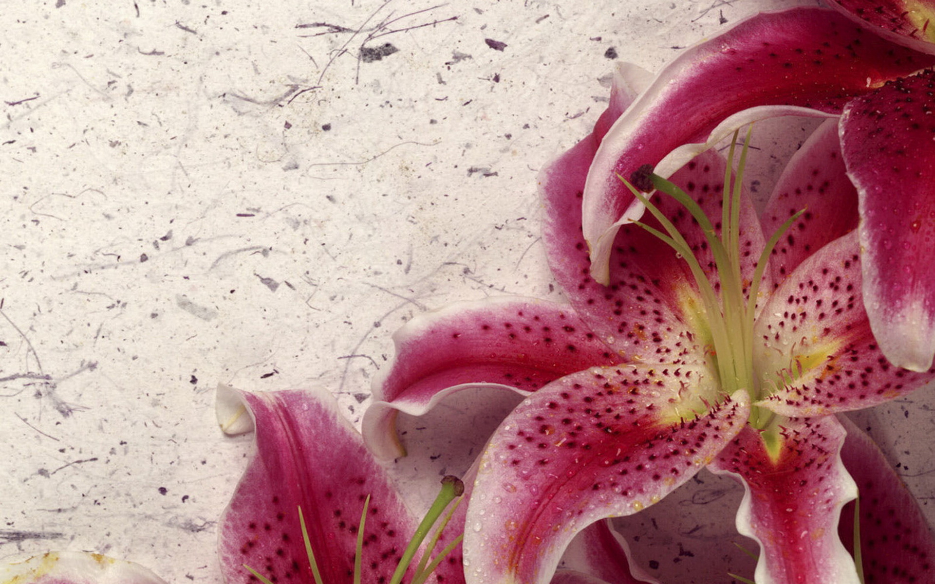 Download mobile wallpaper Lily, Flowers, Earth for free.