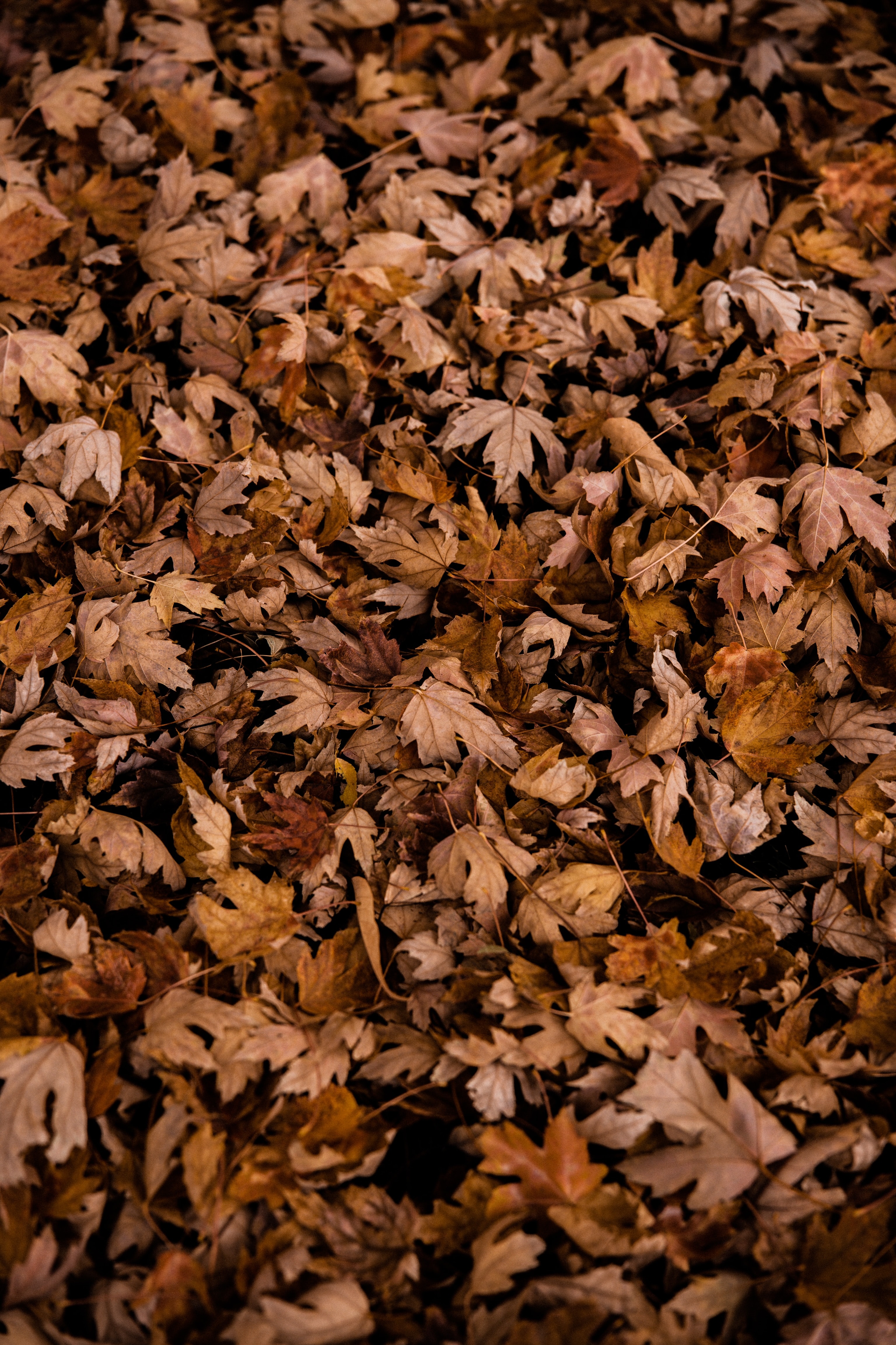 Download mobile wallpaper Dry, Leaves, Maple, Nature, Autumn for free.