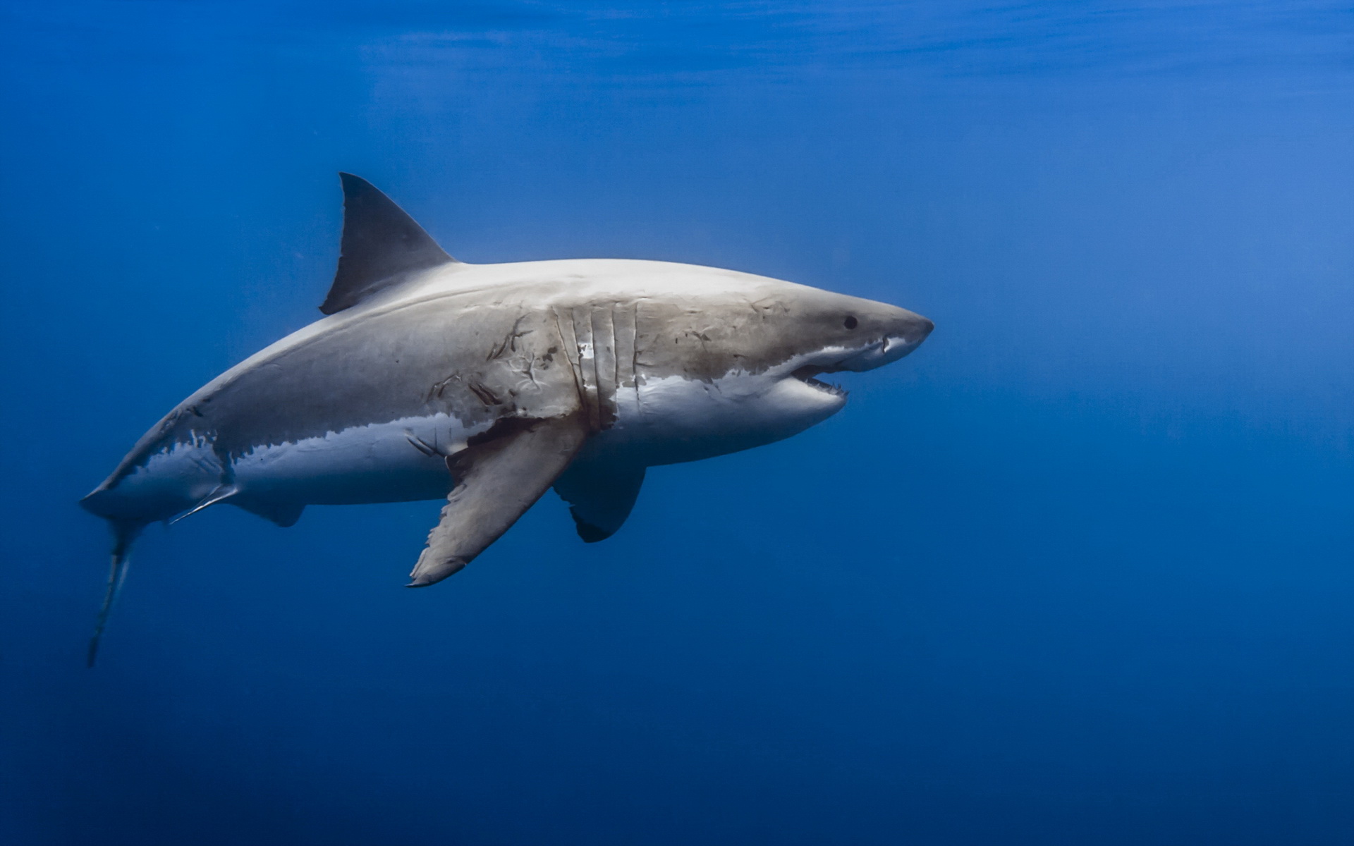 Free download wallpaper Sharks, Shark, Animal on your PC desktop