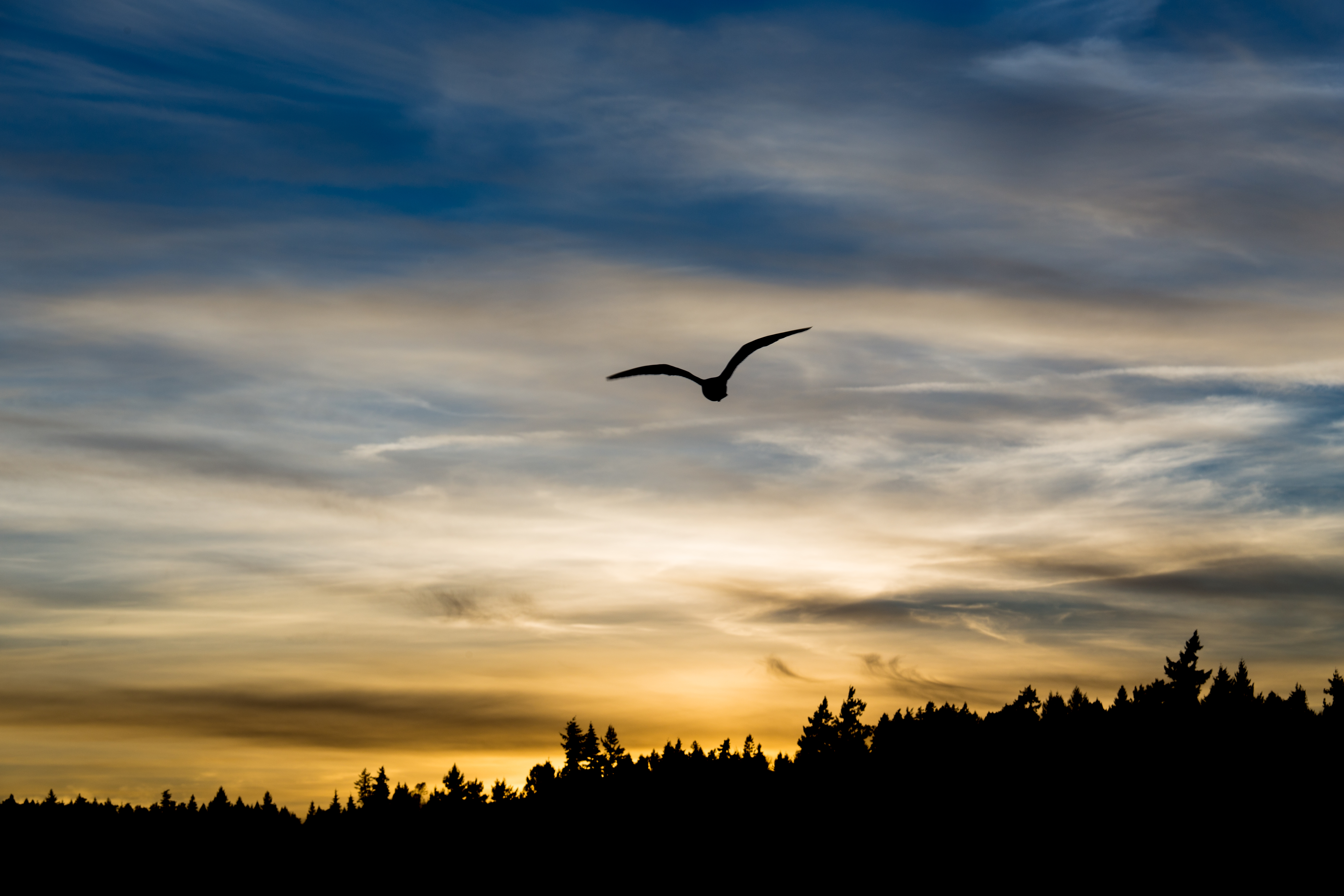 Laden Sie das Sky, Silhouette, Flug, Flügel, Sunset, Vogel, Dunkel-Bild kostenlos auf Ihren PC-Desktop herunter