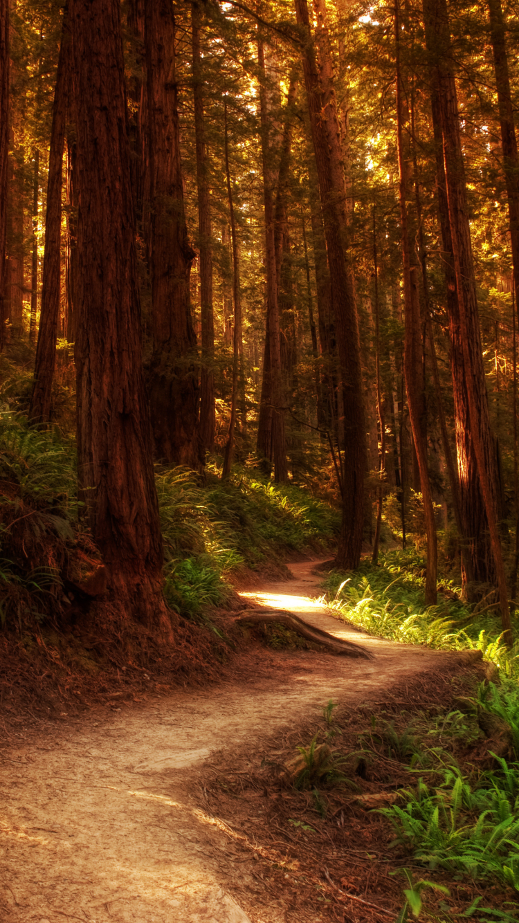 Download mobile wallpaper Forest, Earth, Path for free.