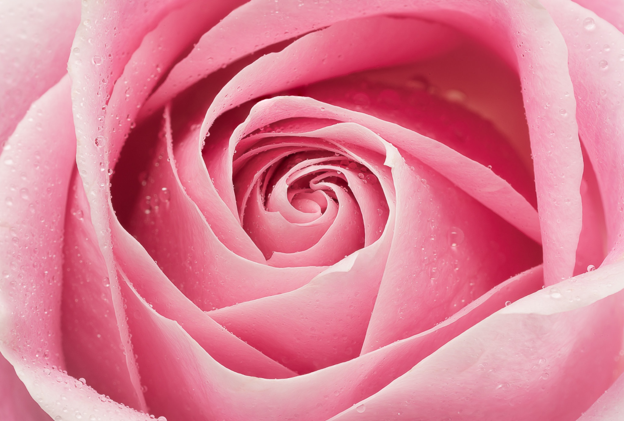 Скачать картинку Макро, Роза, Земля/природа, Розовый Цветок, Флауэрсы в телефон бесплатно.