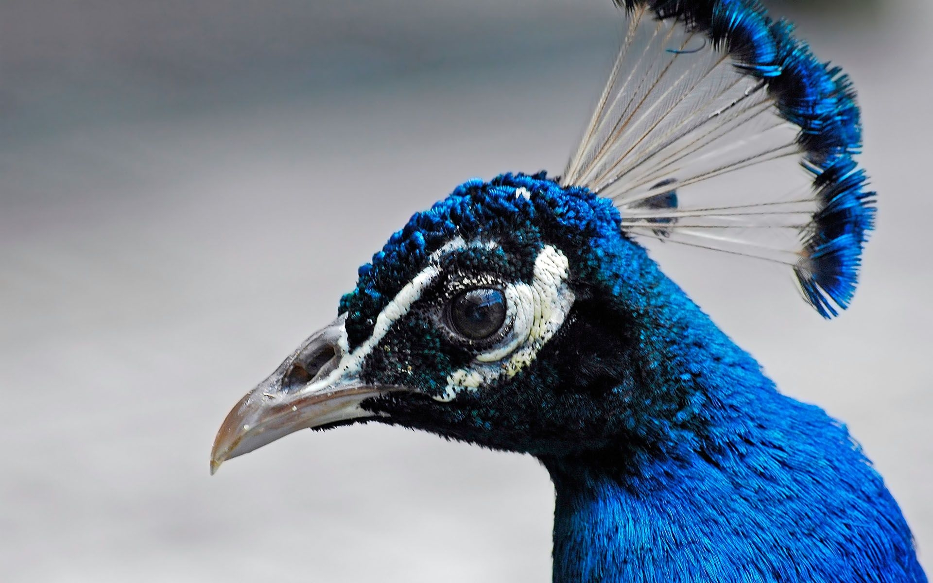 Laden Sie das Tiere, Vögel, Vogel-Bild kostenlos auf Ihren PC-Desktop herunter