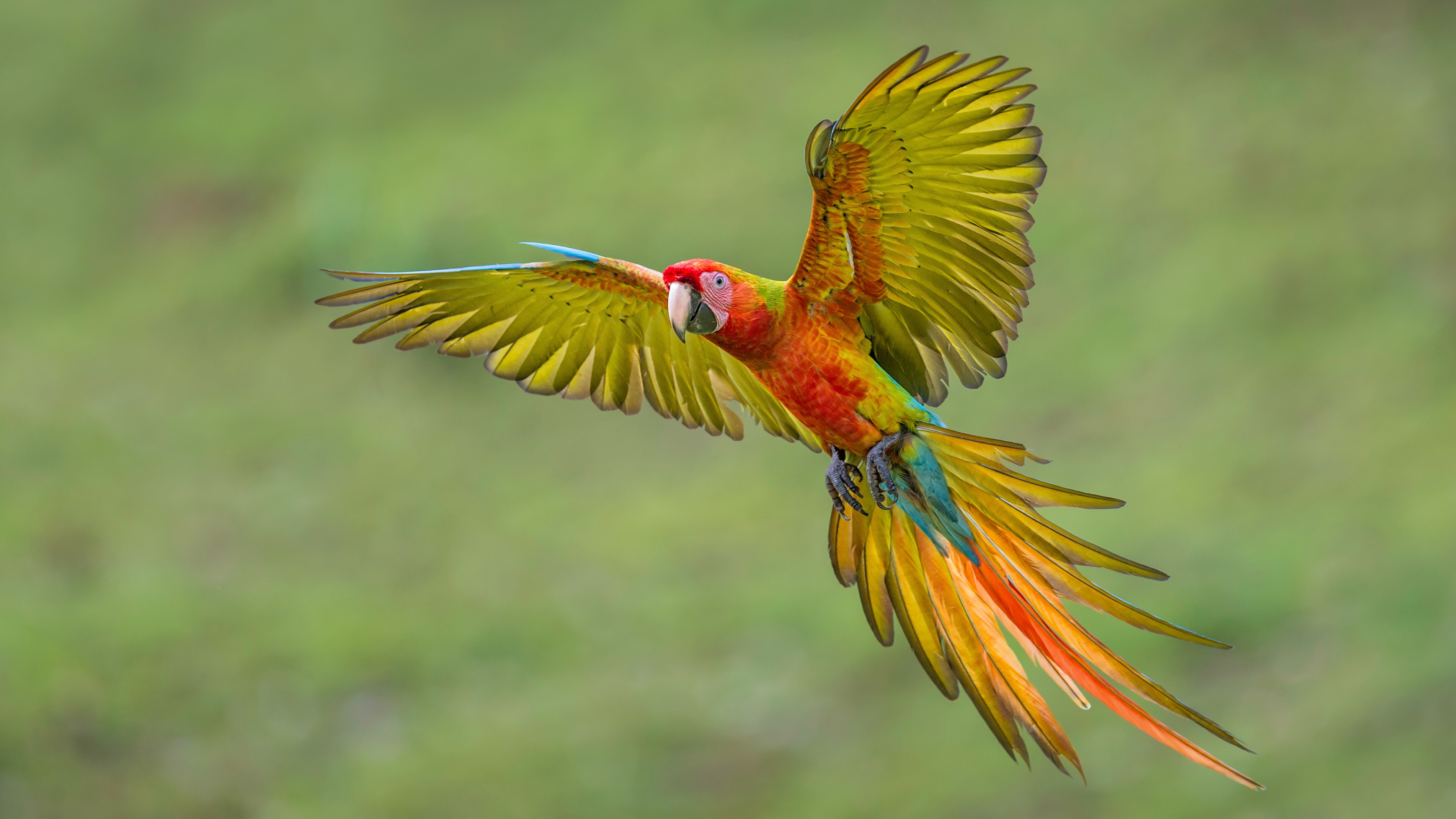 macaw, animal, catalina macaw, birds