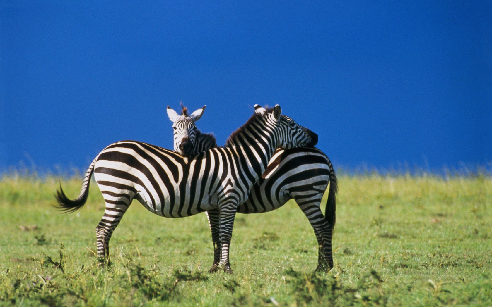 113936 скачать картинку животные, небо, зебры, синее, две - обои и заставки бесплатно
