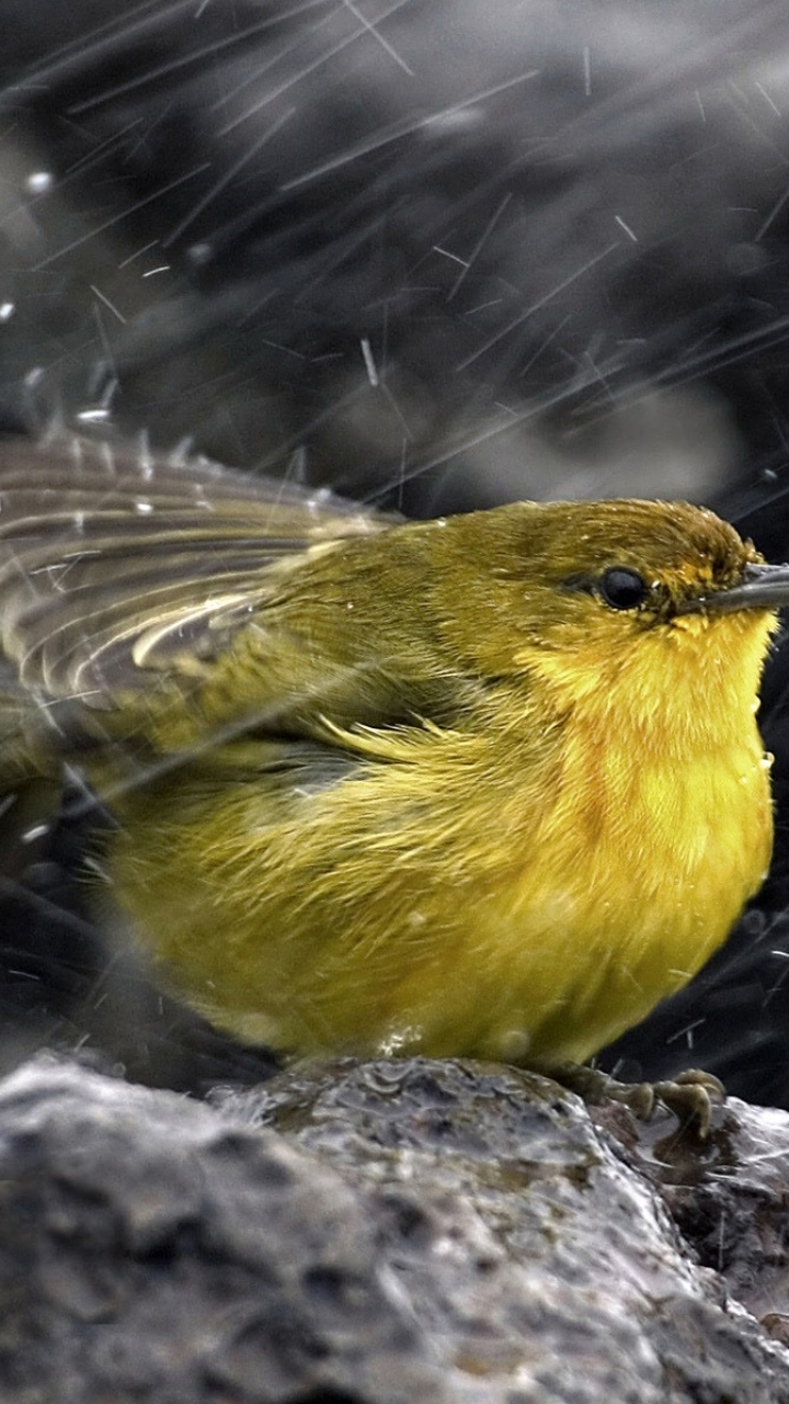 Baixar papel de parede para celular de Animais, Aves, Pássaro gratuito.