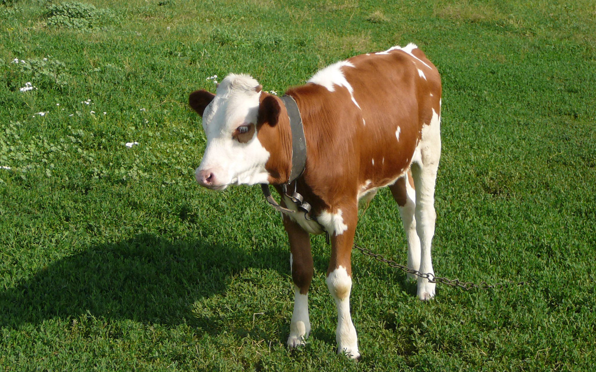 556768 baixar papel de parede vaca, animais - protetores de tela e imagens gratuitamente