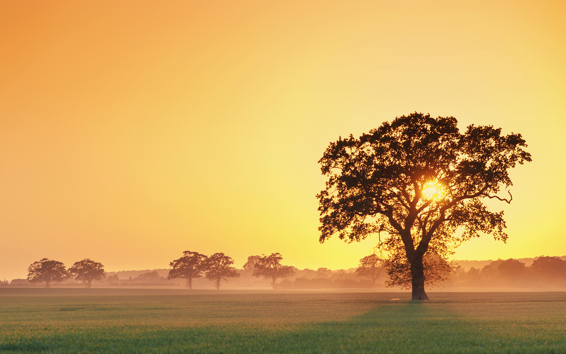 Baixe gratuitamente a imagem Árvore, Terra/natureza na área de trabalho do seu PC