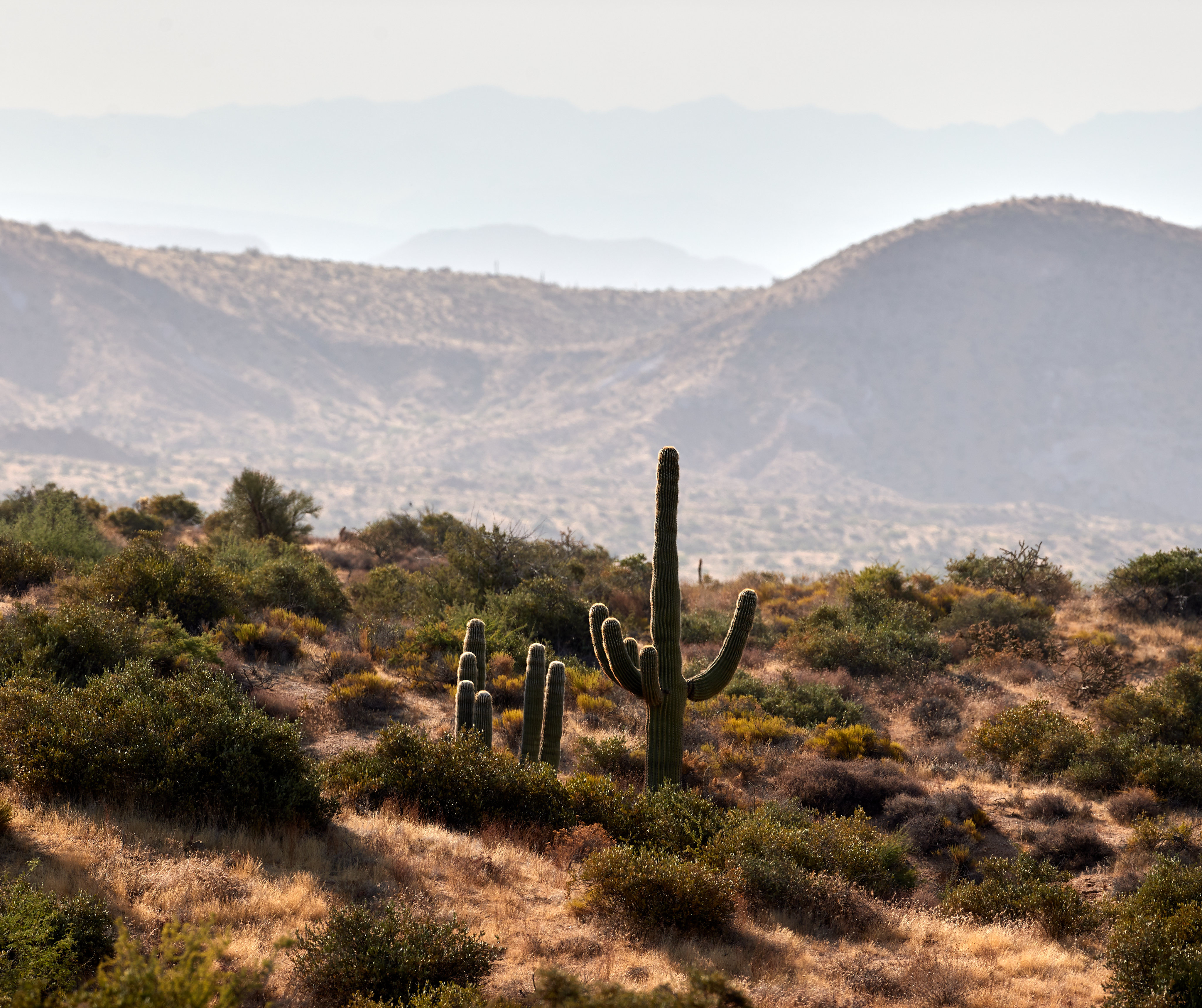 140341 descargar fondo de pantalla naturaleza, cactus, arbusto, pradera, las colinas, colinas, dahl, distancia, cacto: protectores de pantalla e imágenes gratis