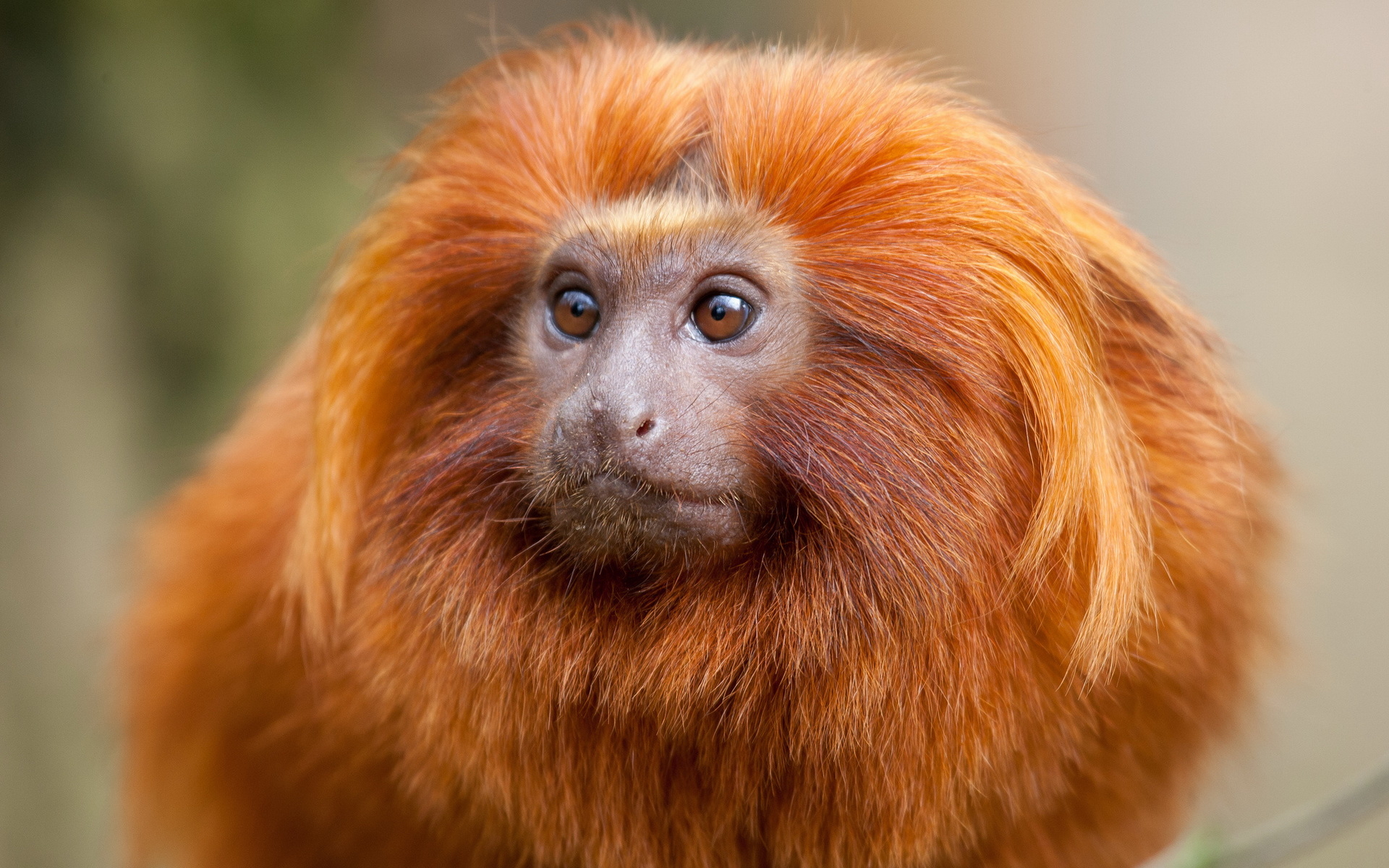 Téléchargez des papiers peints mobile Animaux, Singe gratuitement.