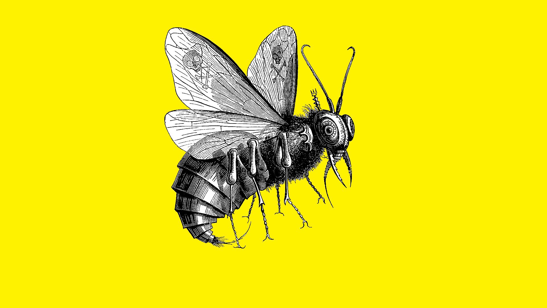 Téléchargez des papiers peints mobile Animaux, Insecte gratuitement.