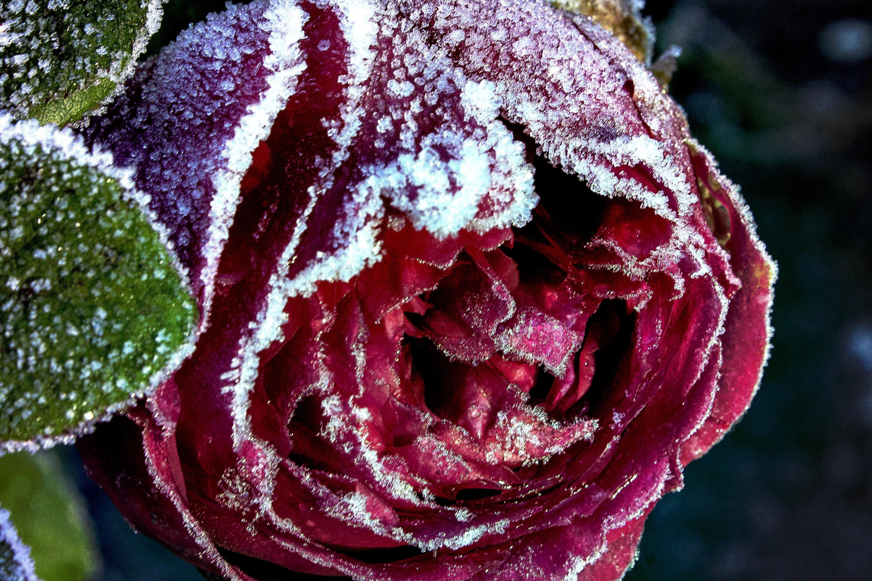 PCデスクトップに雪, 大きい, マクロ, 薔薇, つぼみ, 蕾, 閉じる, クローズ アップ, 霜, バラの花画像を無料でダウンロード
