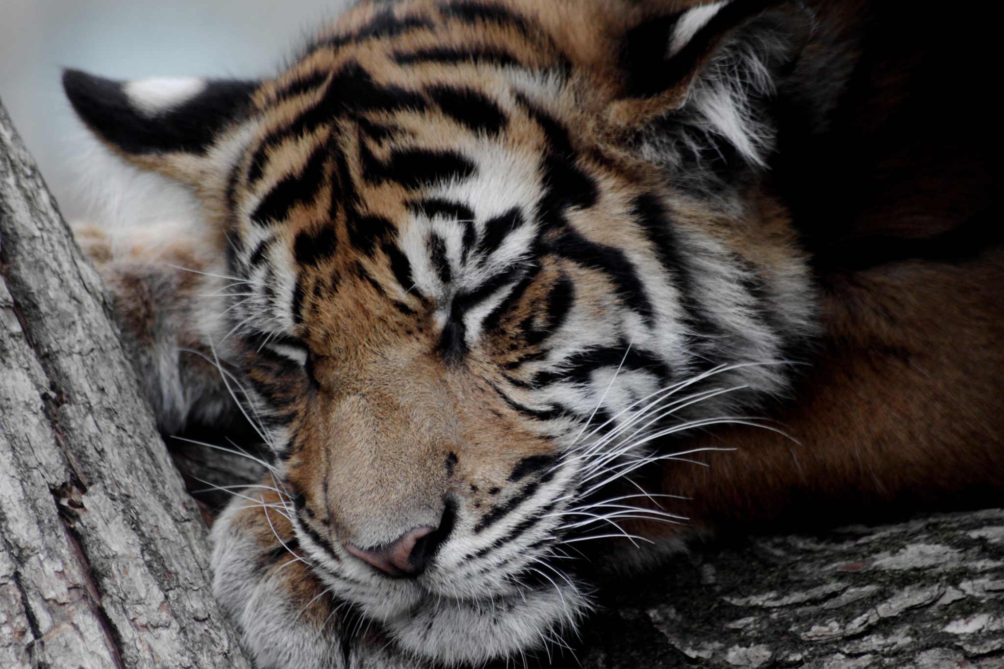 Descarga gratuita de fondo de pantalla para móvil de Animales, Gatos, Tigre.