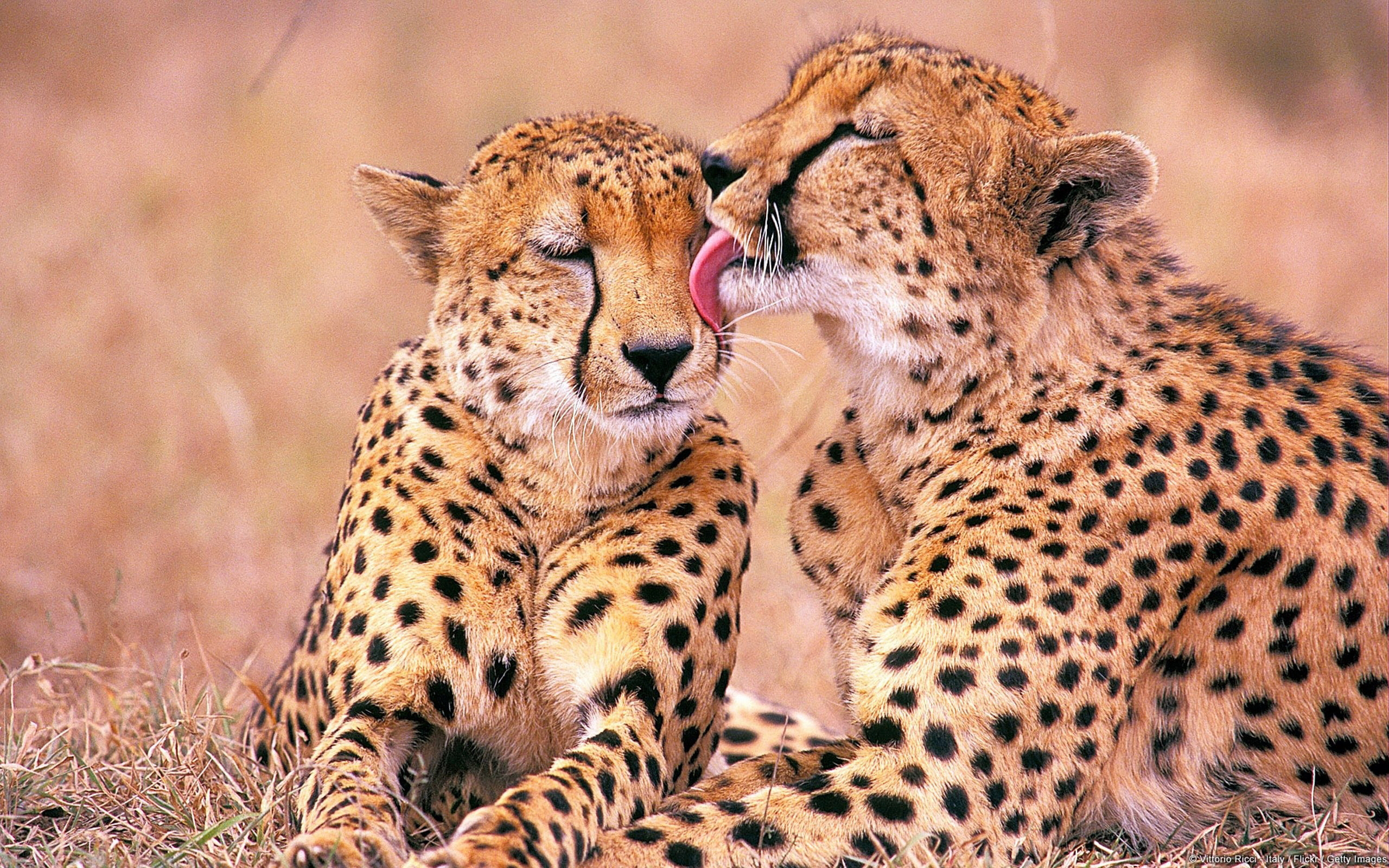 Download mobile wallpaper Animals, Jaguar for free.