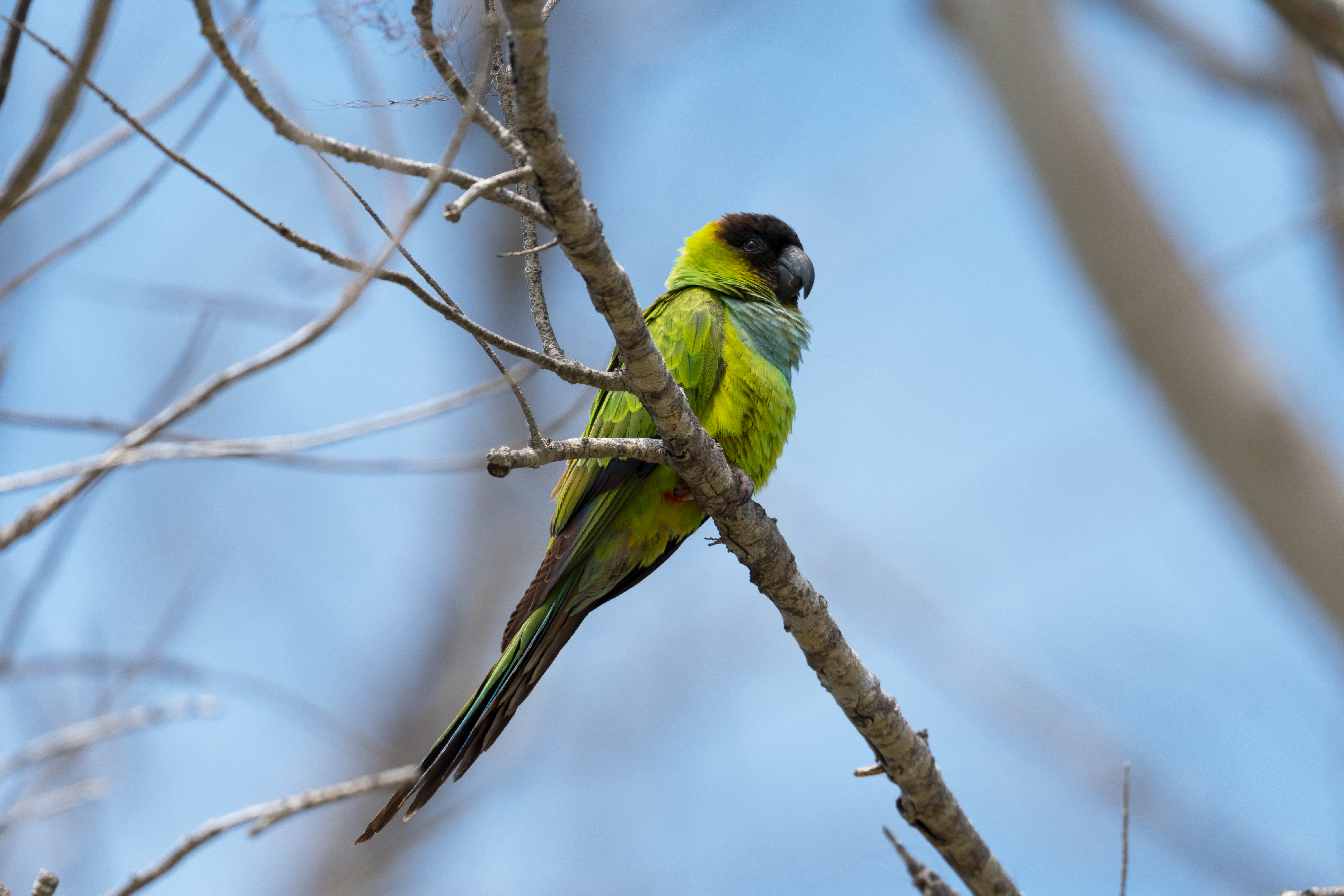 bird, animals, parrots, green, branch, parrot, black headed parrot HD for desktop 1080p