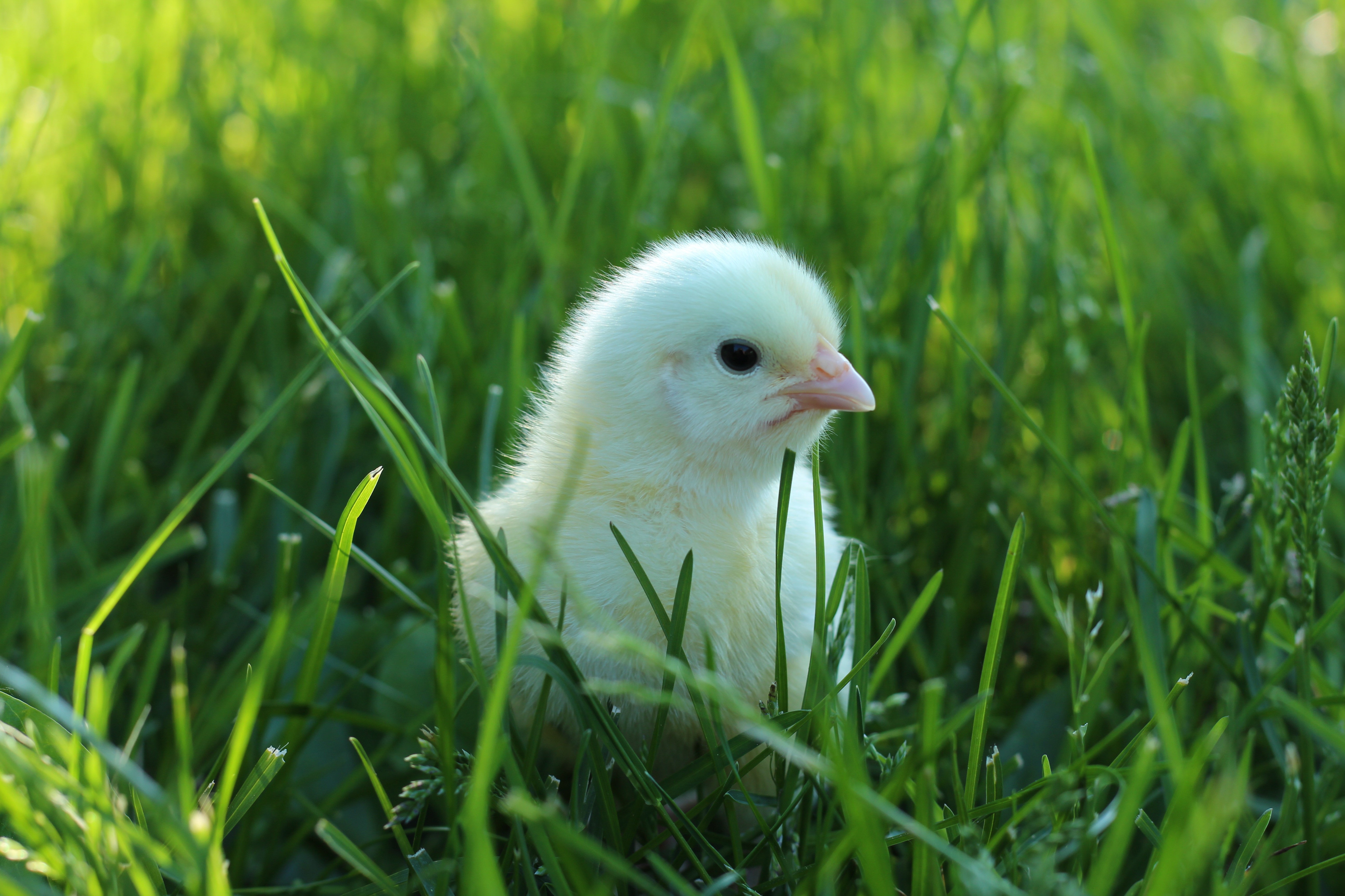 Free download wallpaper Birds, Grass, Bird, Animal, Chick, Chicken on your PC desktop