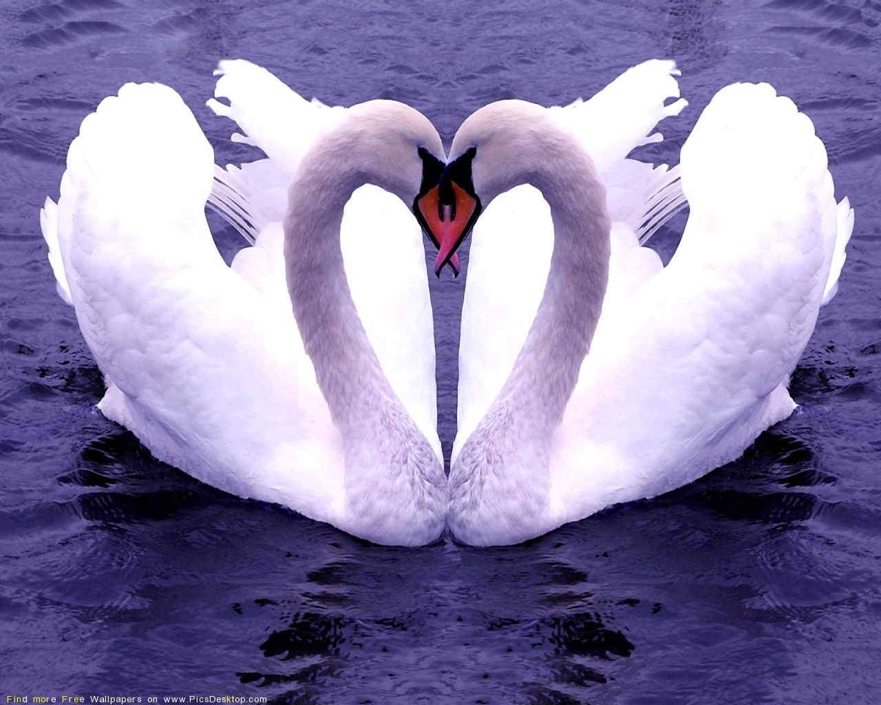 617 скачать обои животные, лебеди, птицы, день святого валентина (valentine's day), сердца, синие, любовь - заставки и картинки бесплатно