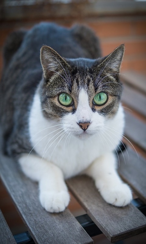 Baixar papel de parede para celular de Gato, Gatos, Animais gratuito.