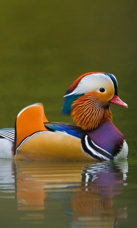 Download mobile wallpaper Birds, Animal, Mandarin Duck for free.