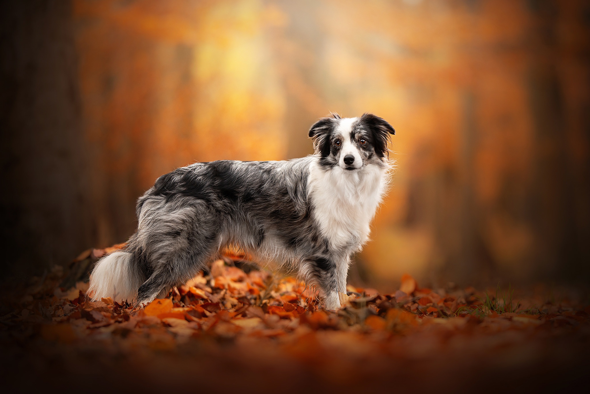 PCデスクトップに動物, 秋, 犬, 被写界深度画像を無料でダウンロード