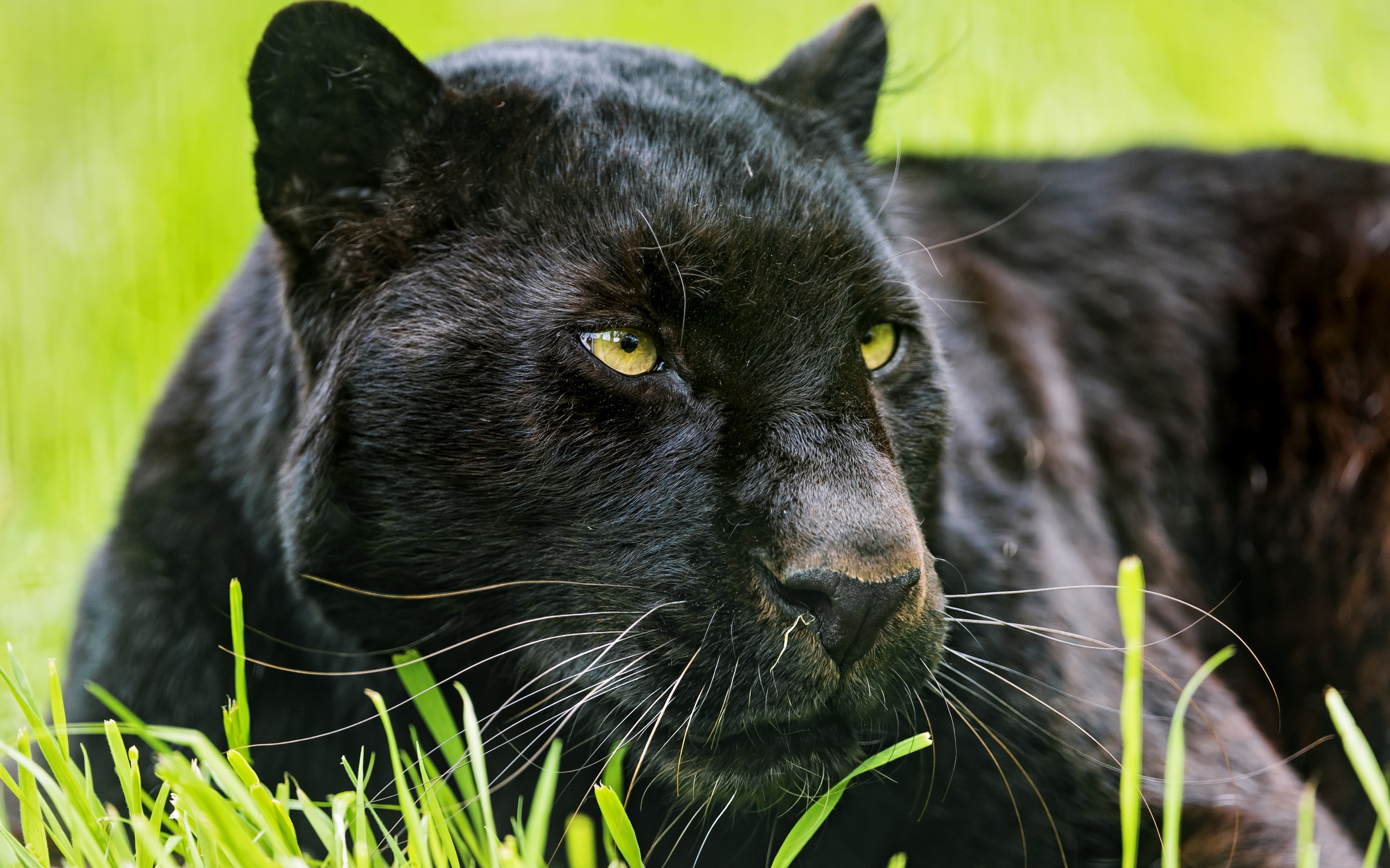 319334 Bild herunterladen tiere, schwarzer panther, katzen - Hintergrundbilder und Bildschirmschoner kostenlos