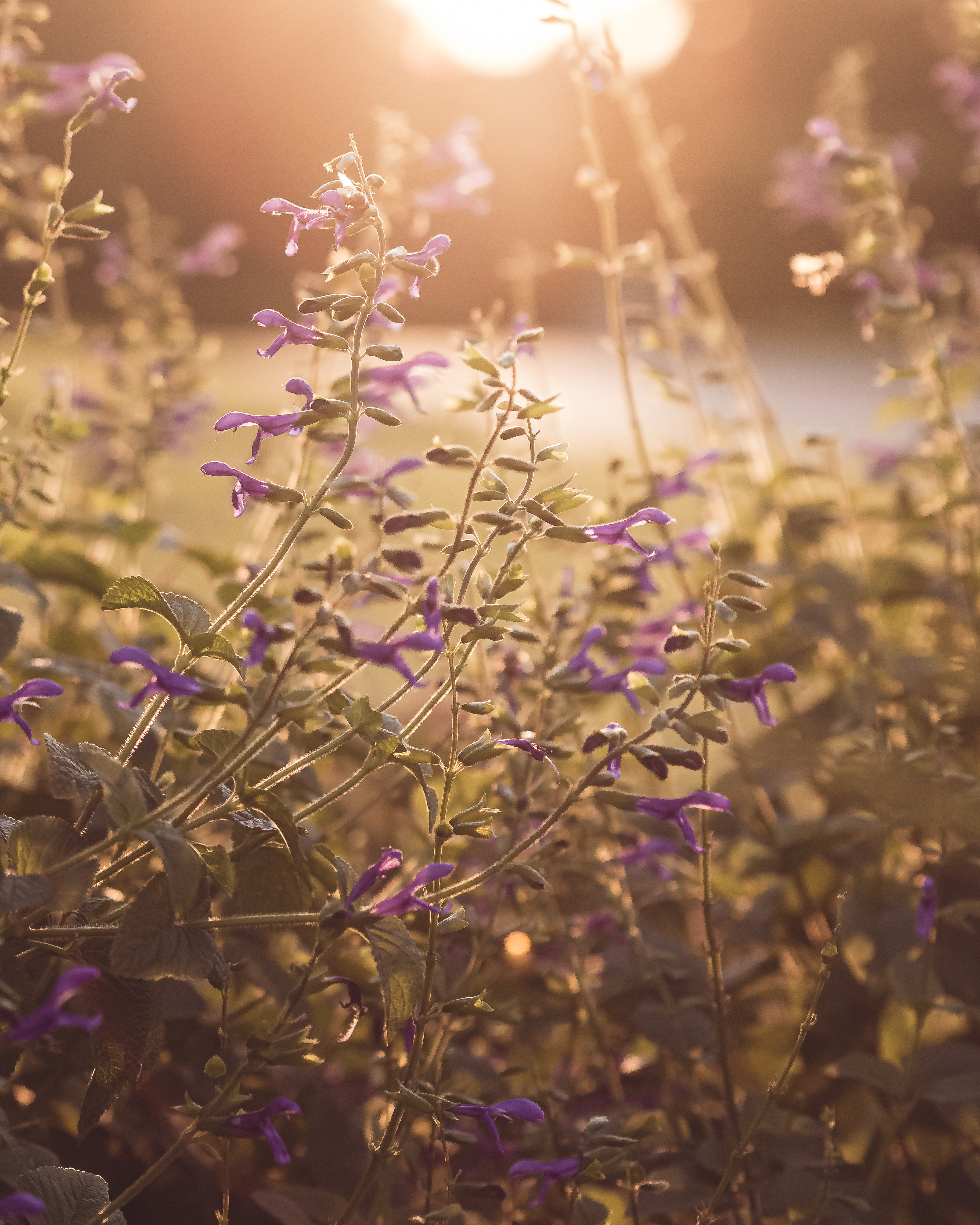 Download mobile wallpaper Sunlight, Flowers, Summer, Violet, Nature, Purple for free.