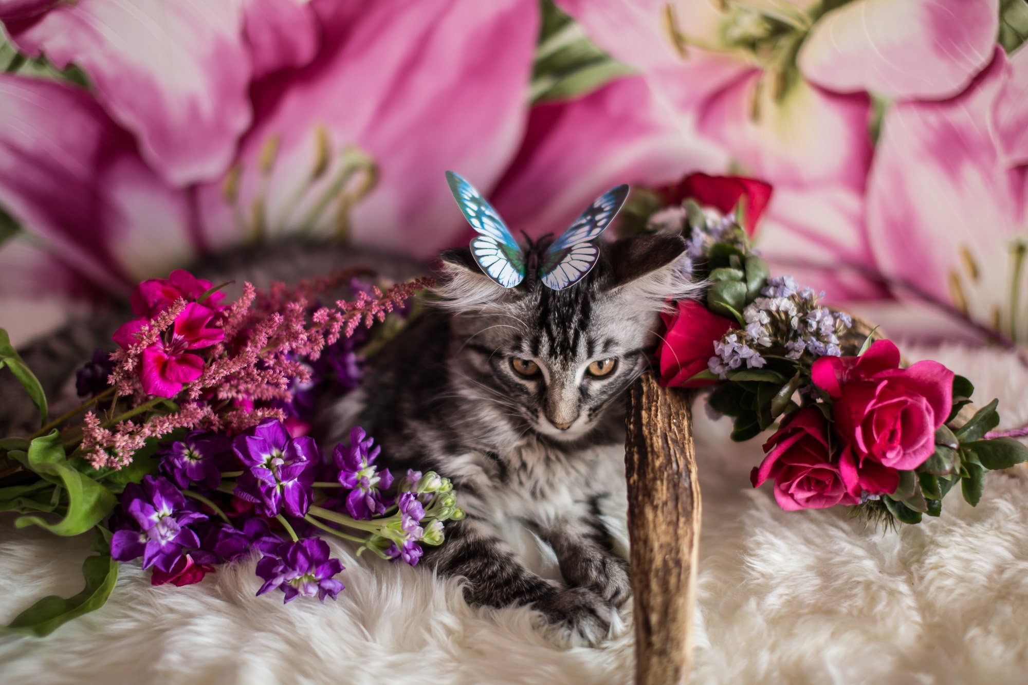 Download mobile wallpaper Cats, Flower, Cat, Butterfly, Animal for free.