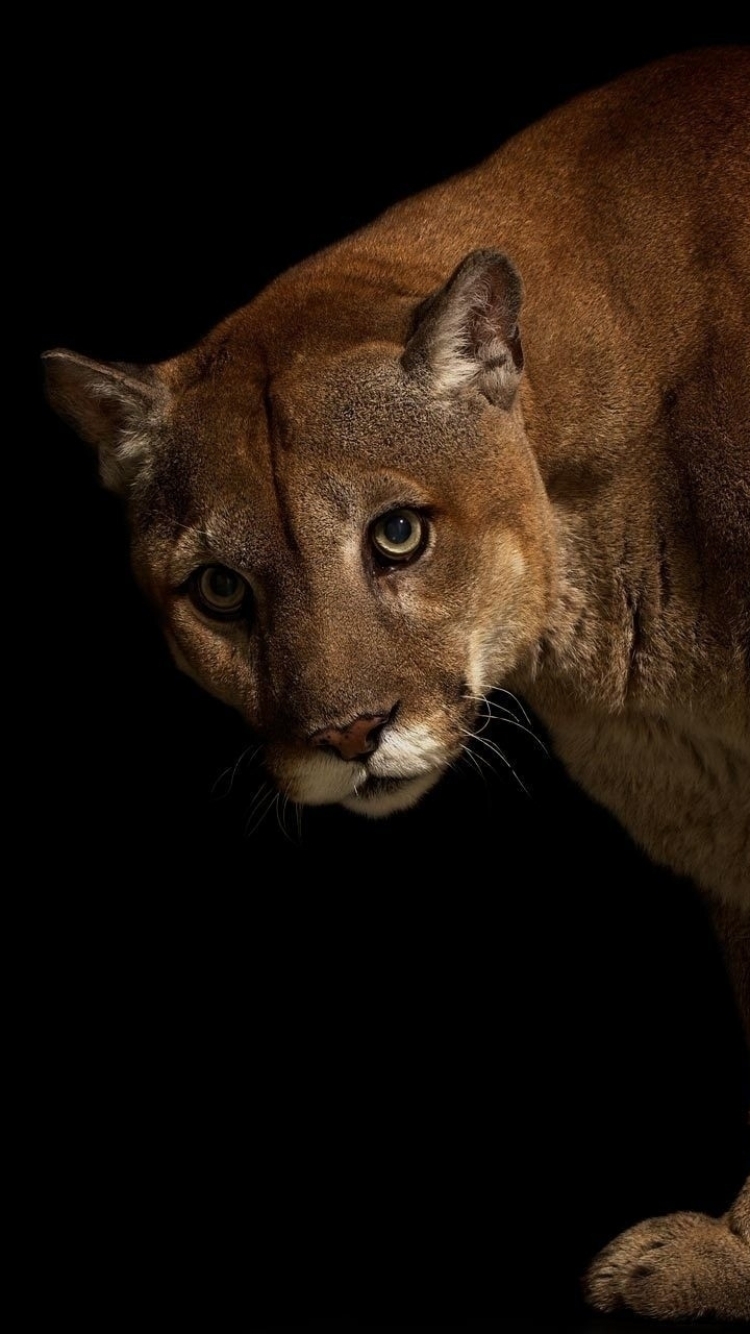 Download mobile wallpaper Cougar, Cats, Animal for free.