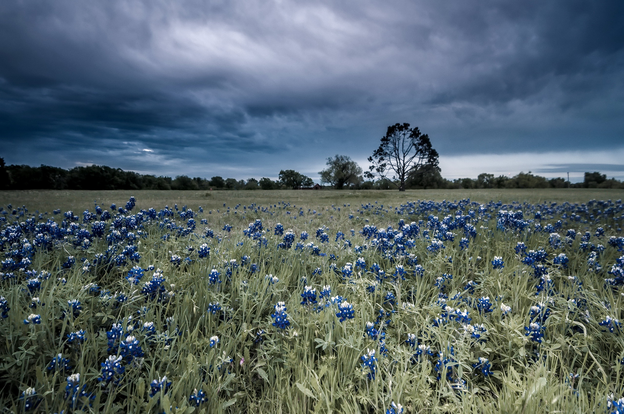 Download mobile wallpaper Landscape, Nature, Flower, Earth, Field, Cloud, Blue Flower for free.