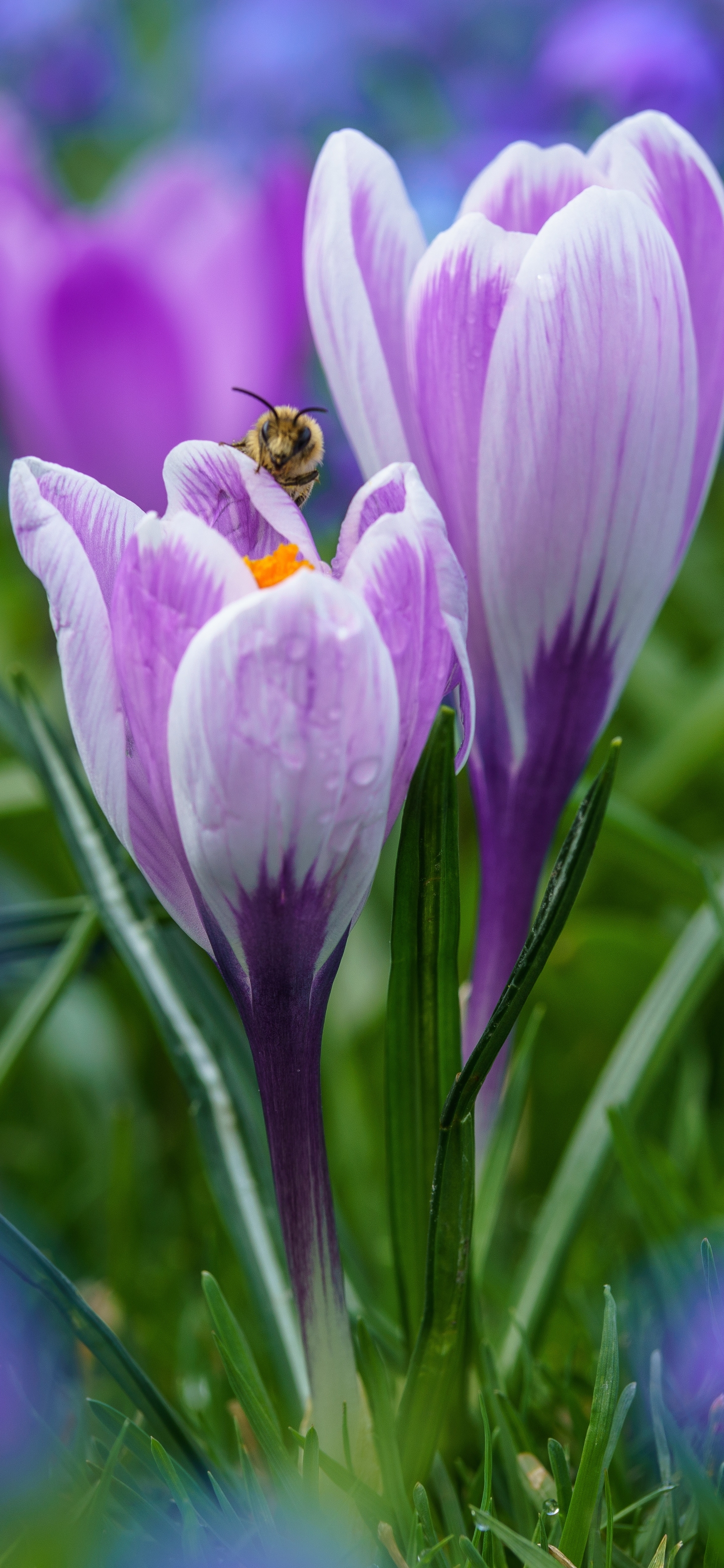 1166571 descargar fondo de pantalla macro, tierra/naturaleza, azafrán, insecto, abeja, primavera, flor, macrofotografía, flor purpura, flores: protectores de pantalla e imágenes gratis