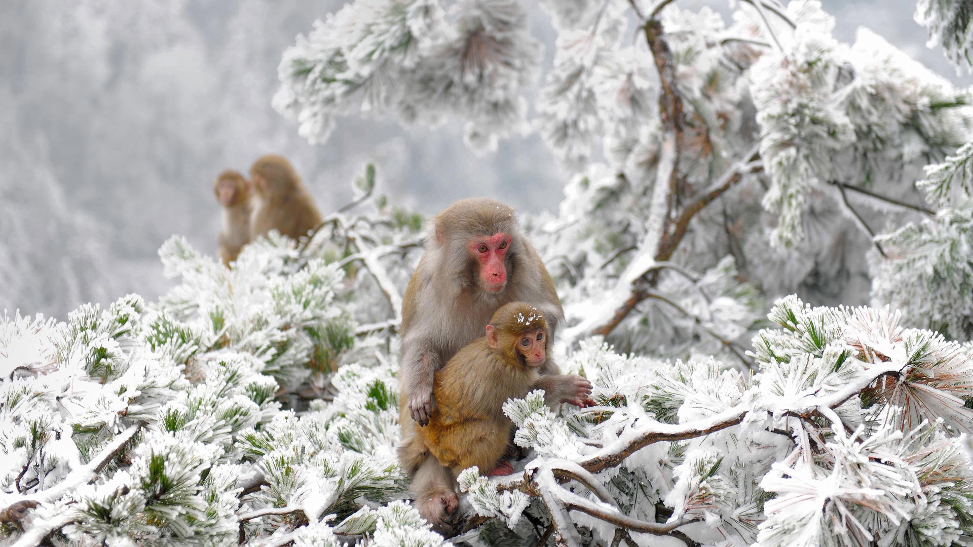 420599 descargar fondo de pantalla animales, macaca fuscata, bebe animal, macaco, primate, nieve, árbol, monos: protectores de pantalla e imágenes gratis