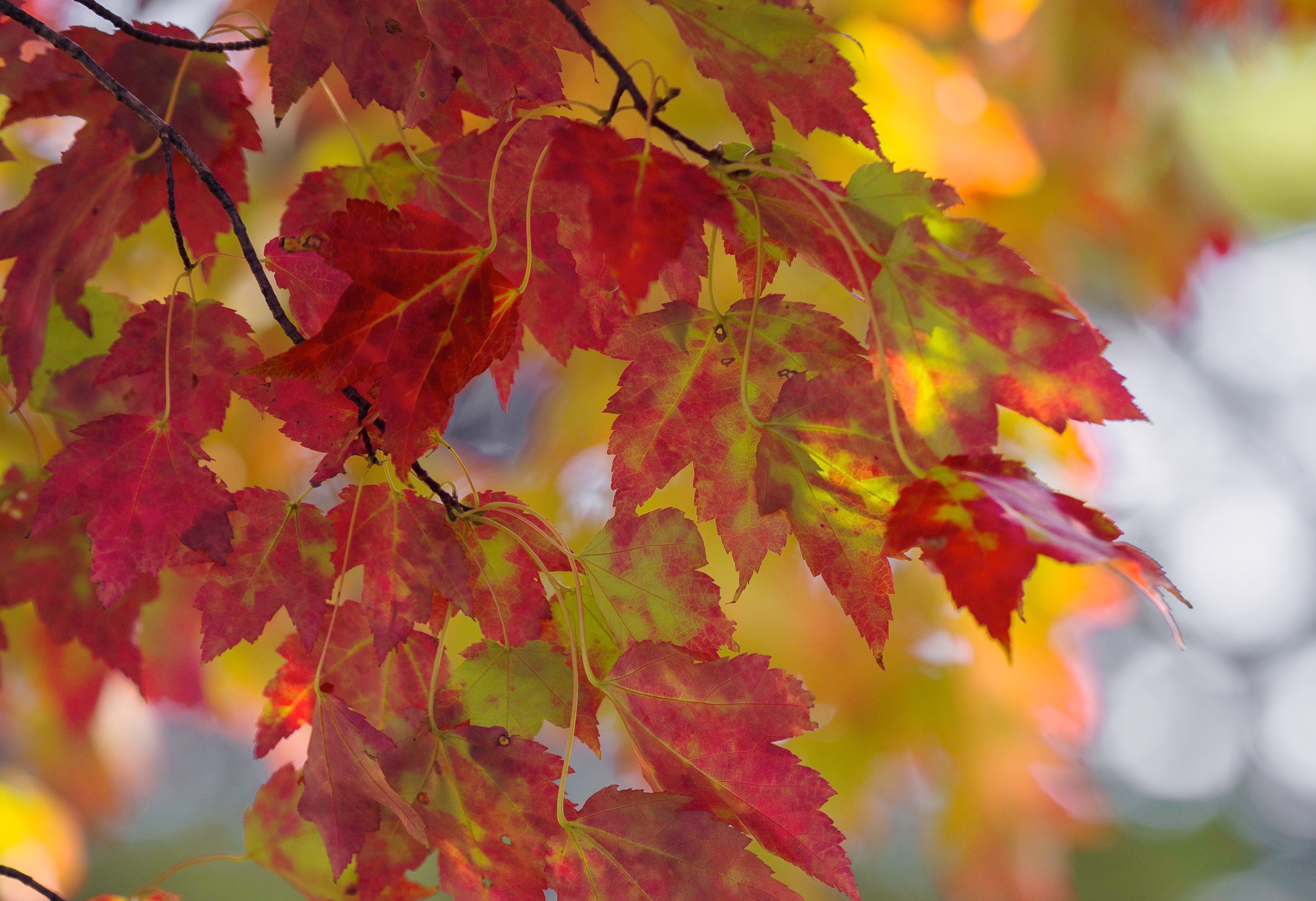 無料モバイル壁紙秋, 葉, 大きい, ブランチ, 地球, メープル リーフをダウンロードします。