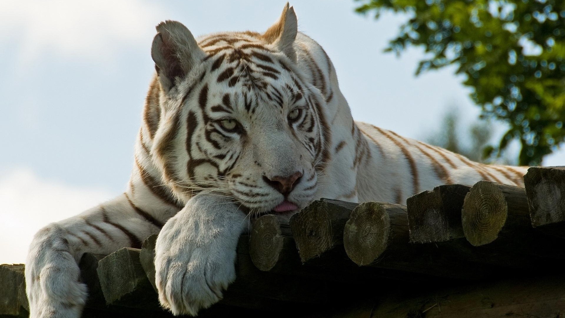 Baixar papel de parede para celular de Animais, Gatos, Tigre Branco, Em Repouso gratuito.