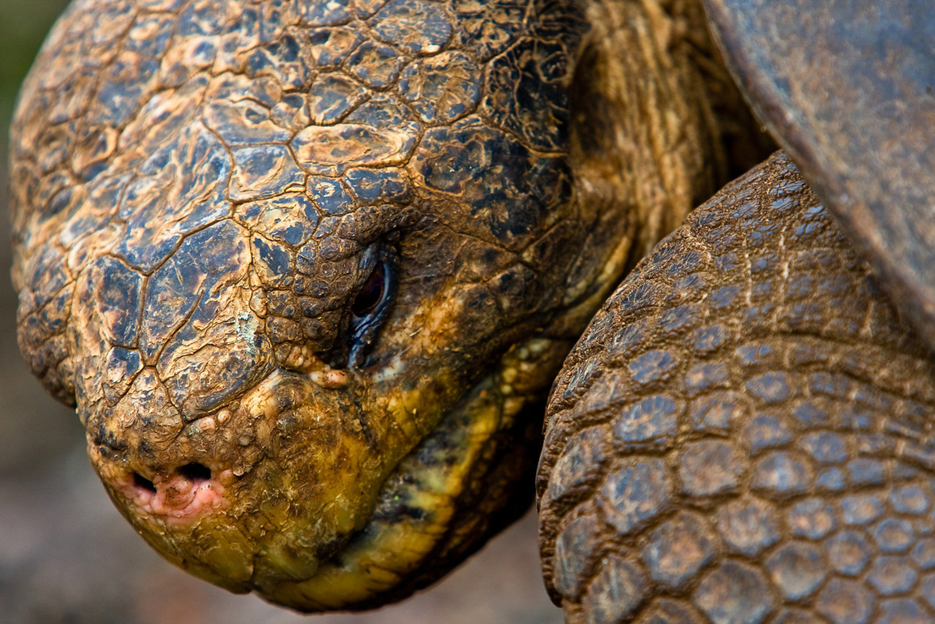 Free HD animal, tortoise, turtles