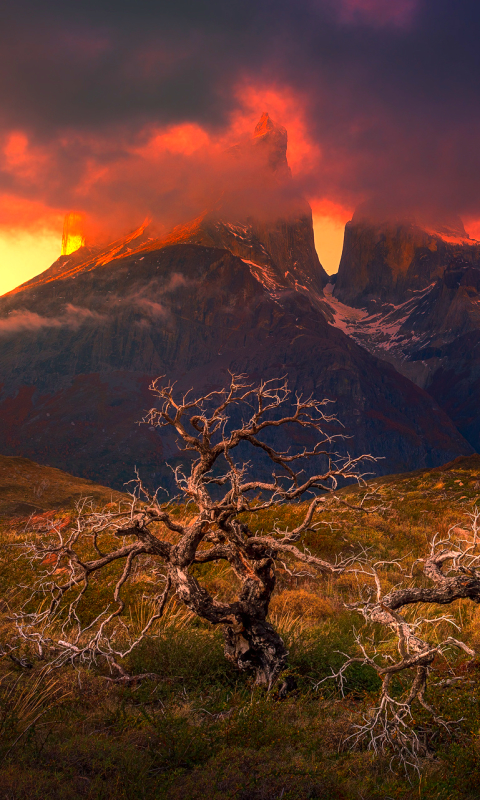 Handy-Wallpaper Berg, Baum, Gebirge, Chile, Patagonien, Berge, Erde/natur, Einsamer Baum, Nationalpark Torres Del Paine kostenlos herunterladen.