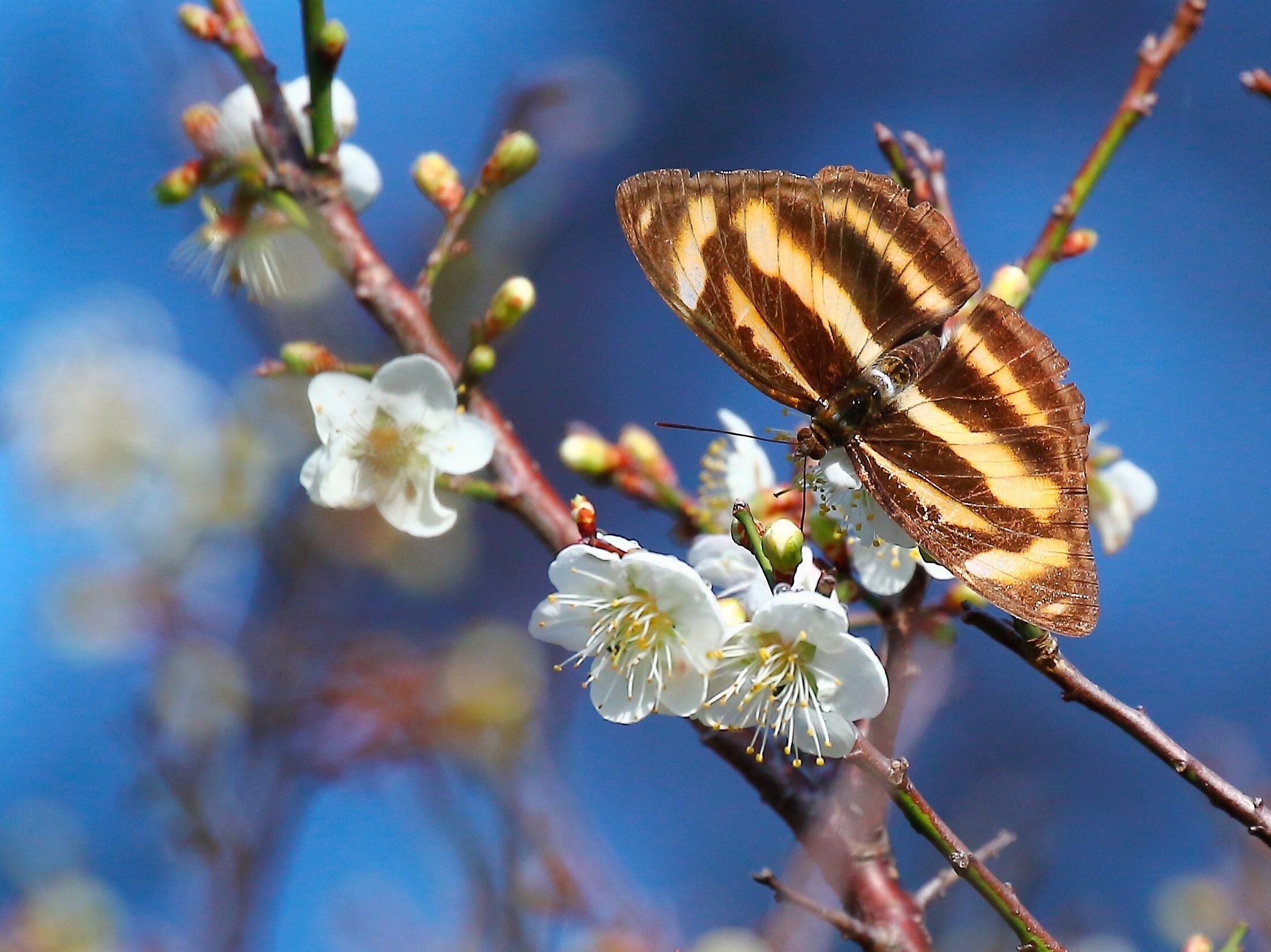 Free download wallpaper Blur, Branch, Insect, Butterfly, Animal, White Flower, Blossom on your PC desktop