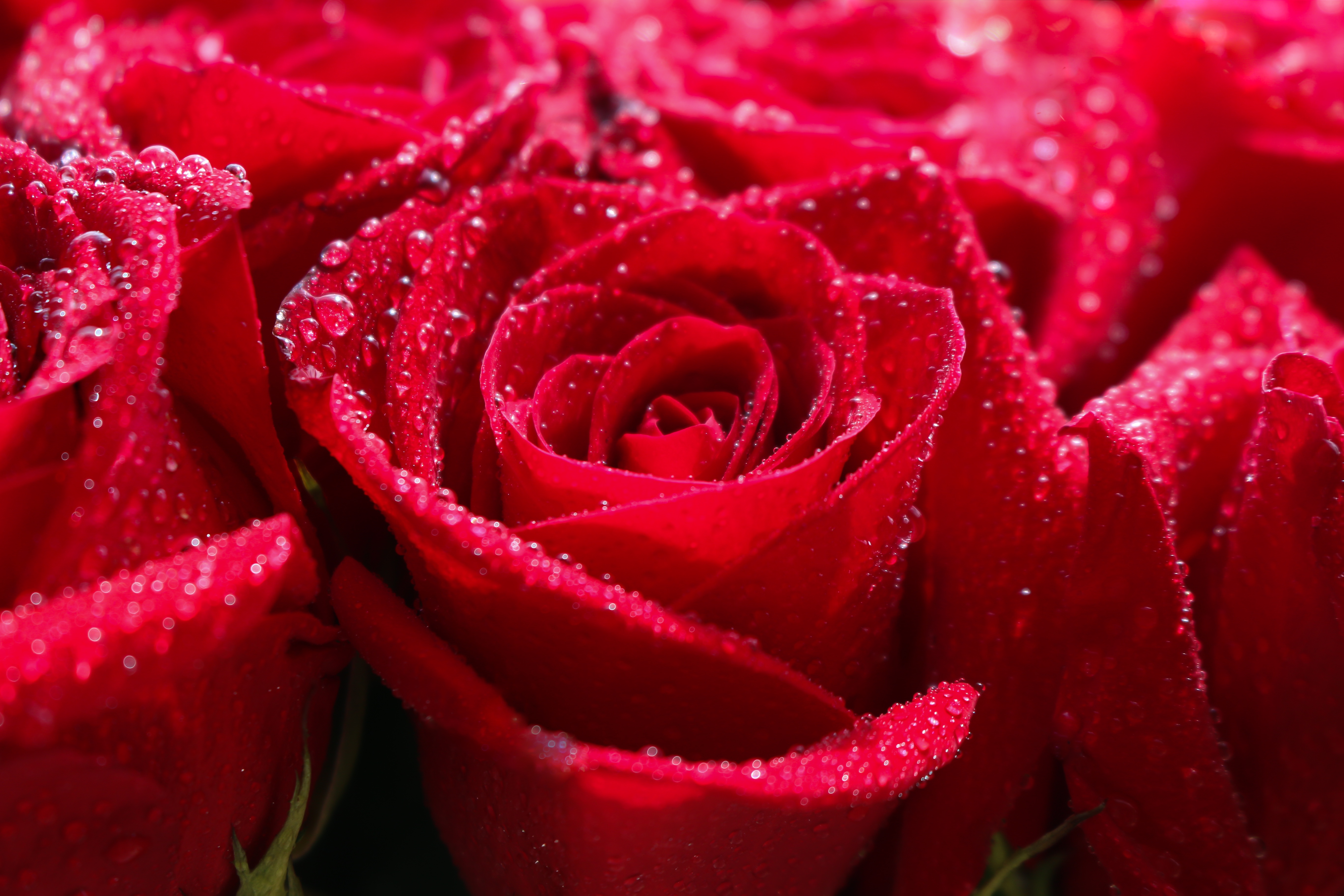 Téléchargez des papiers peints mobile Fleurs, Rose, Fleur, Macro, Fleur Rouge, Terre/nature gratuitement.