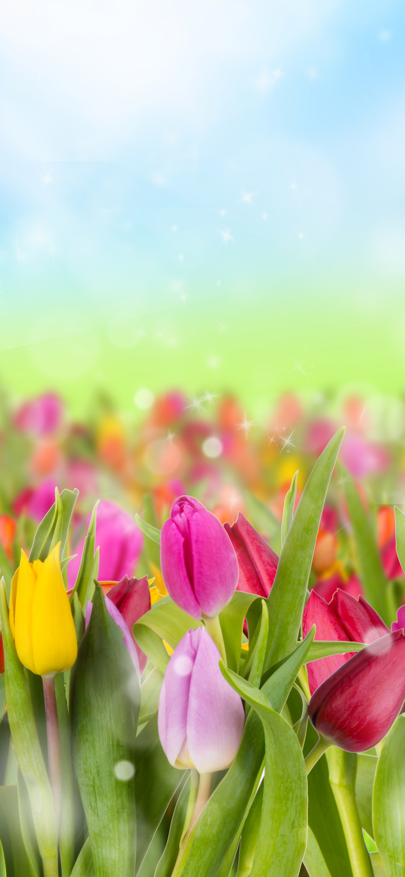 Handy-Wallpaper Blumen, Farben, Bunt, Tulpe, Gelbe Blume, Lila Blume, Erde/natur, Orangene Blume kostenlos herunterladen.