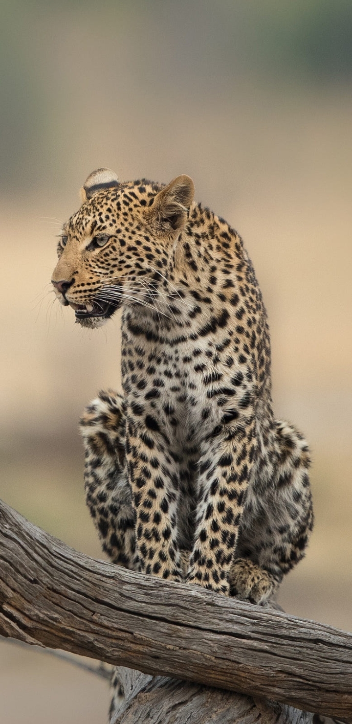 Download mobile wallpaper Leopard, Cats, Animal for free.